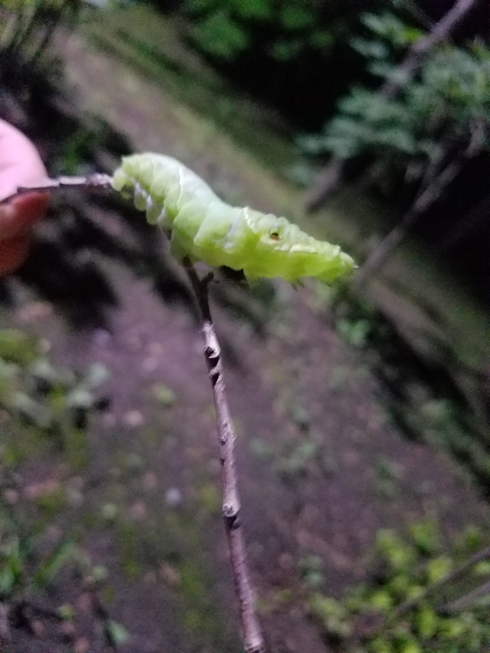 谁知道它属于那类老虎虫吗?