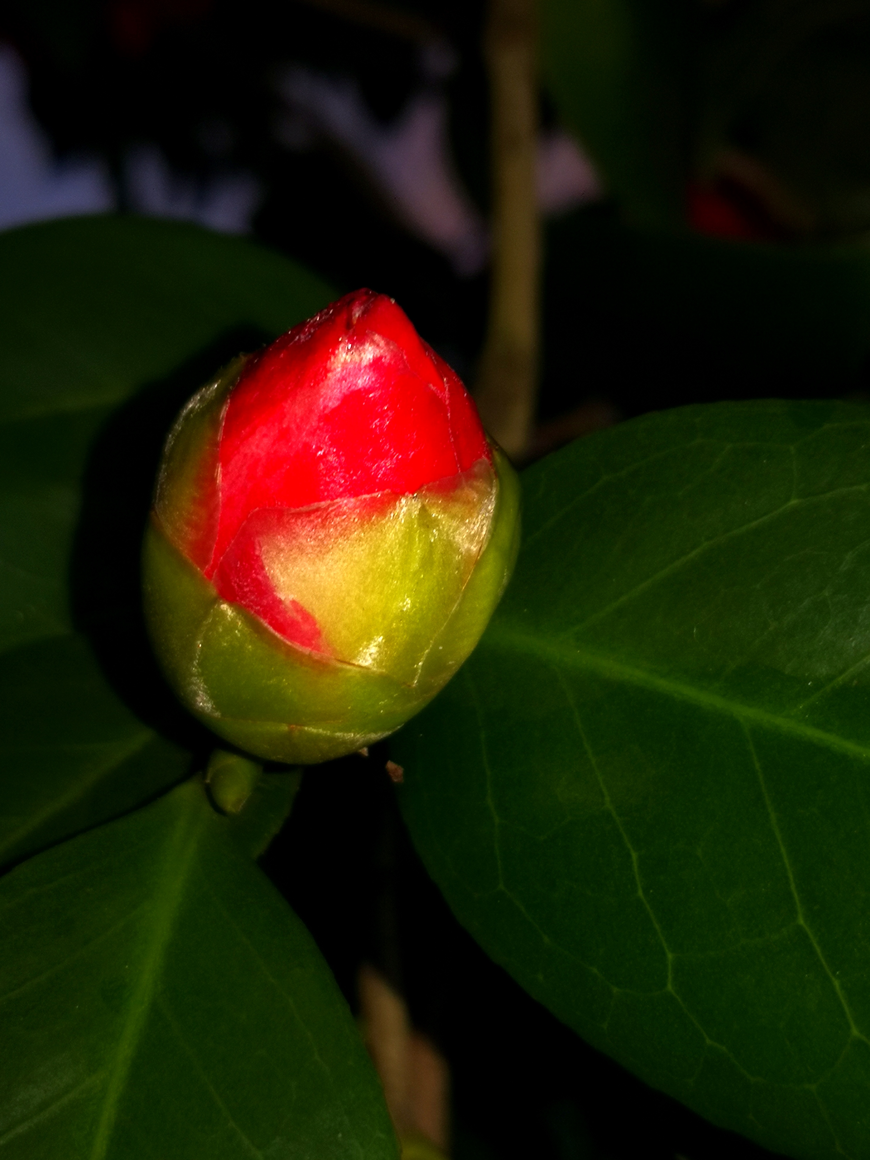 《花蕾》