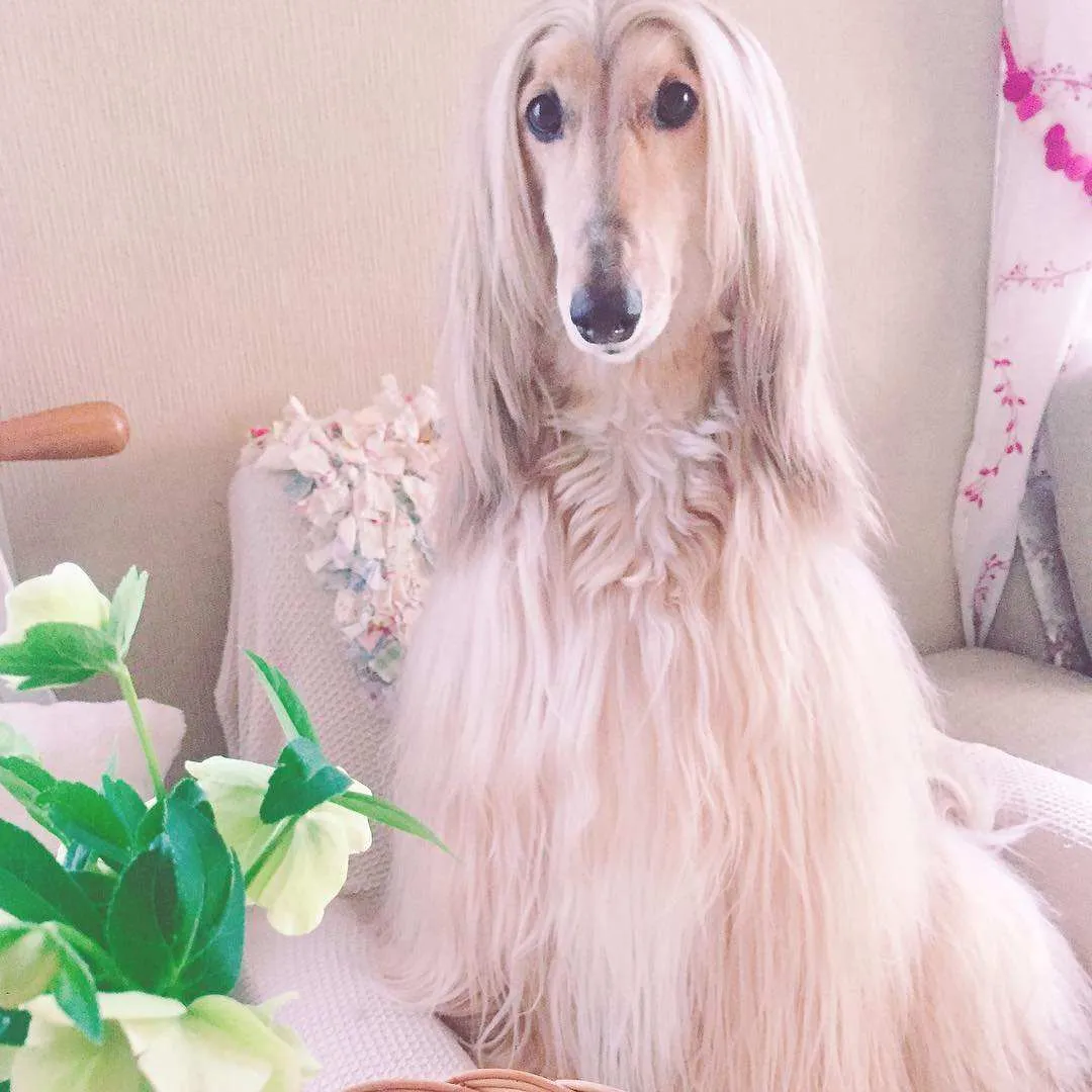 百度有爱,网络传情 (长毛狗的风采)