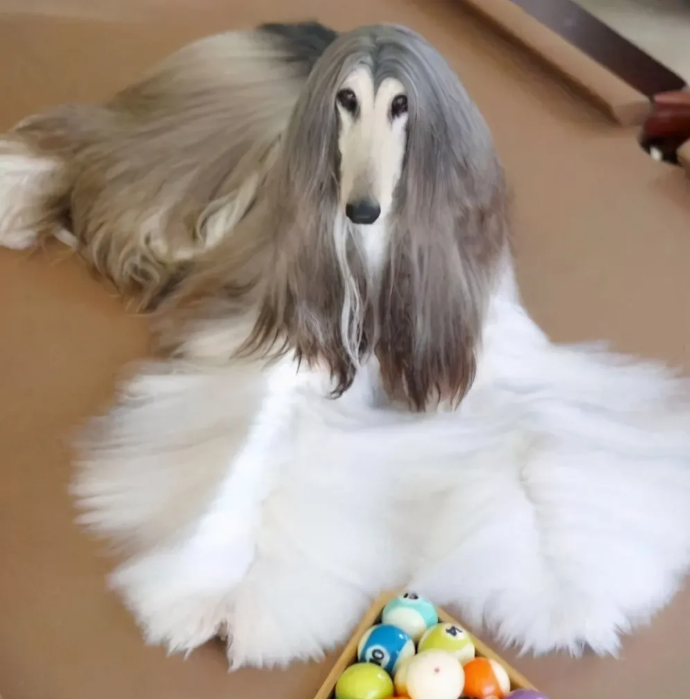 百度有爱,网络传情 (长毛狗的风采)