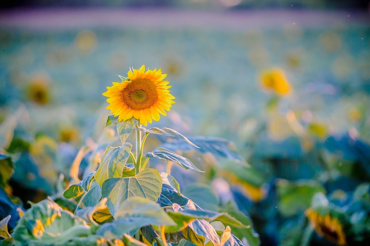 阳光正好,微风不燥,走在小路上,感觉整个世界都充满了温暖和希望.