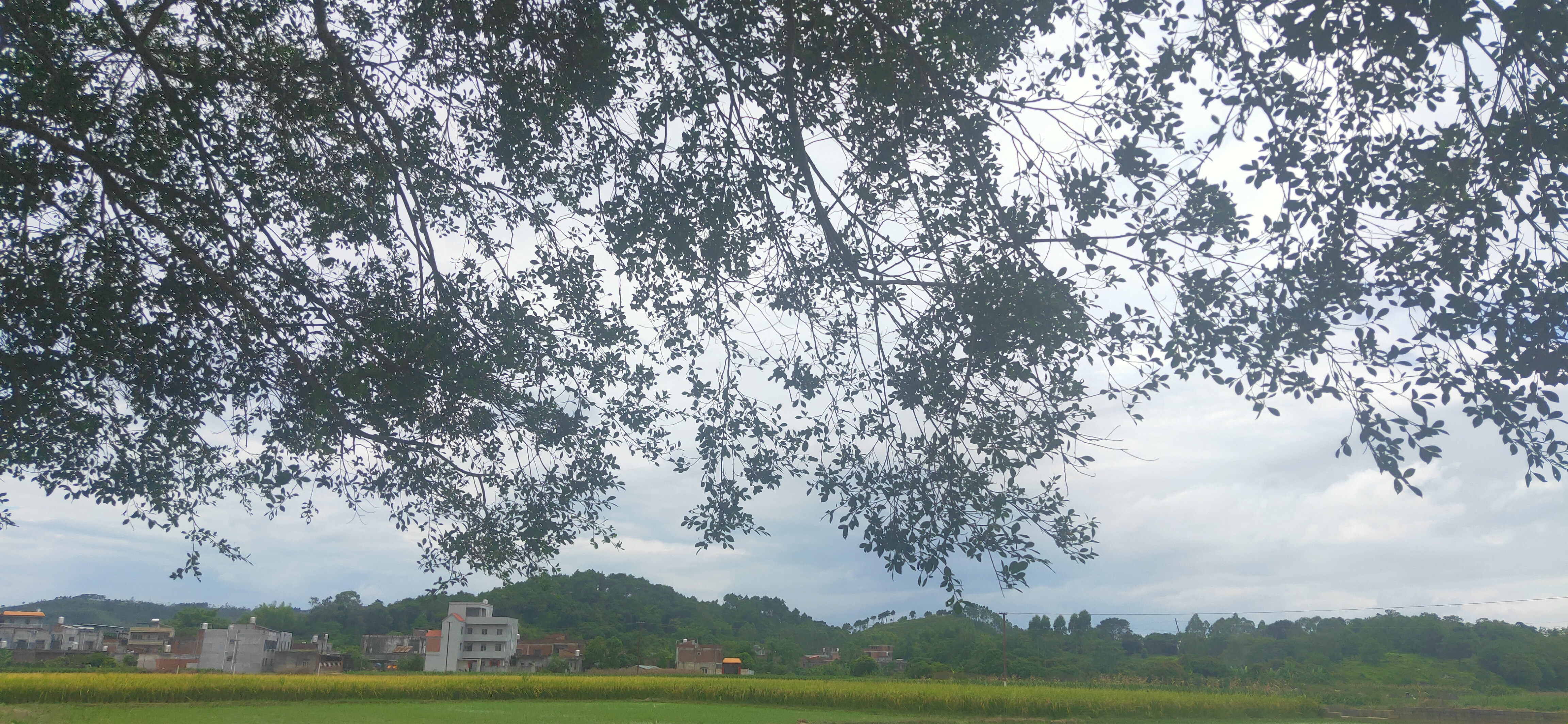 印象中的水榕木,小时候插秧经常到那里坐坐,小时候的我们矮矮的,树木