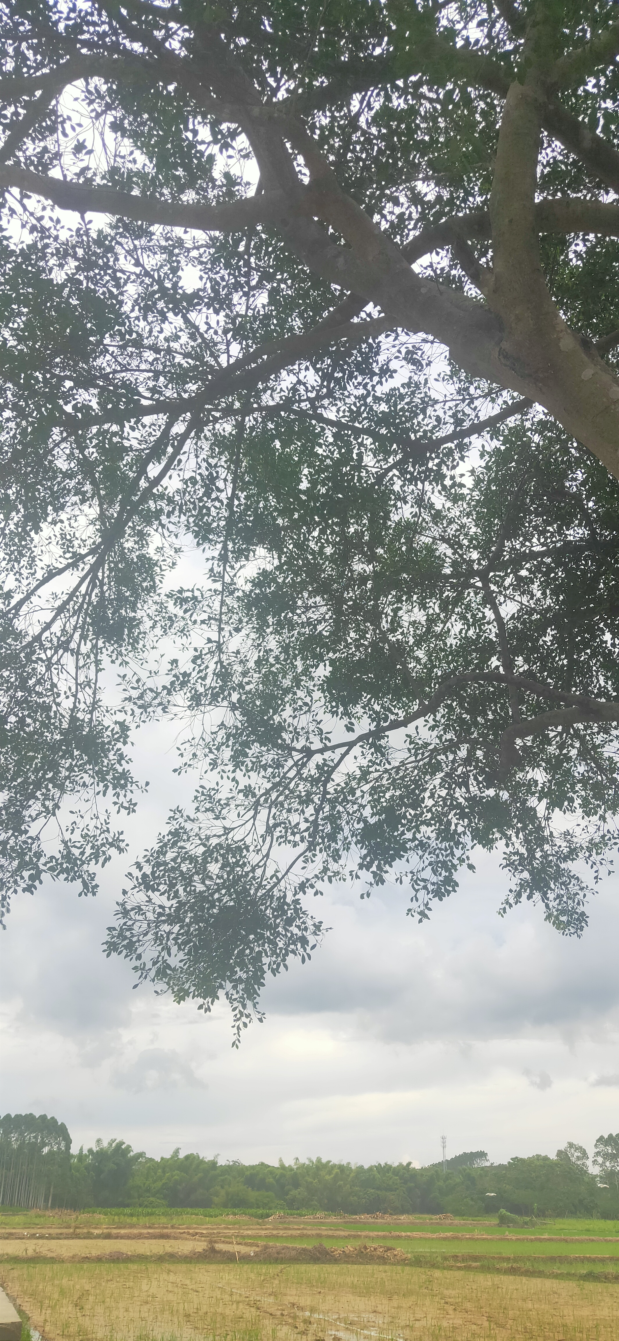 印象中的水榕木,小时候插秧经常到那里坐坐,小时候的我们矮矮的,树木