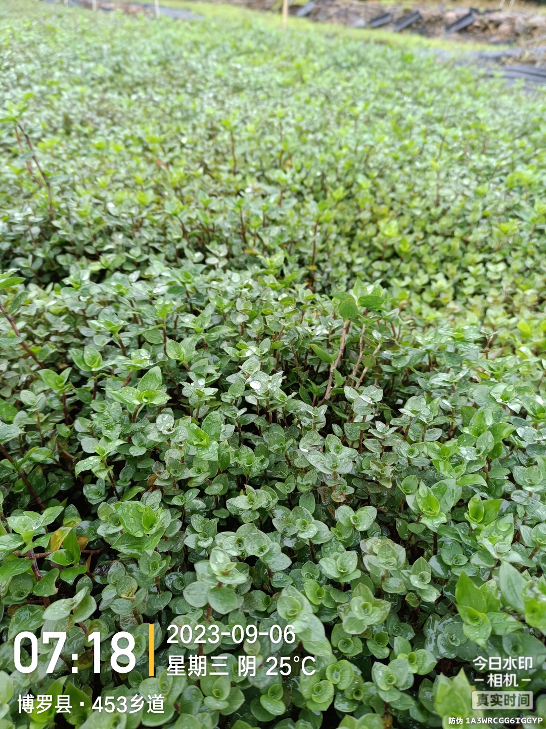 屋顶绿化植物的选择,如果遵从自然,洋竹草应该就不是默默无闻的现状