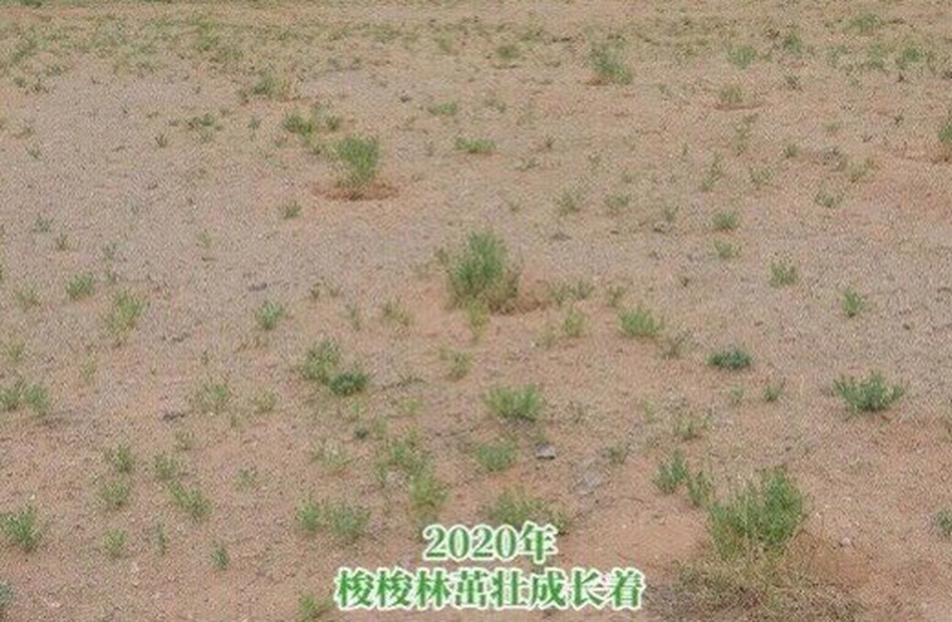 让我们恭喜迷你世界梭梭林长出一抹绿色