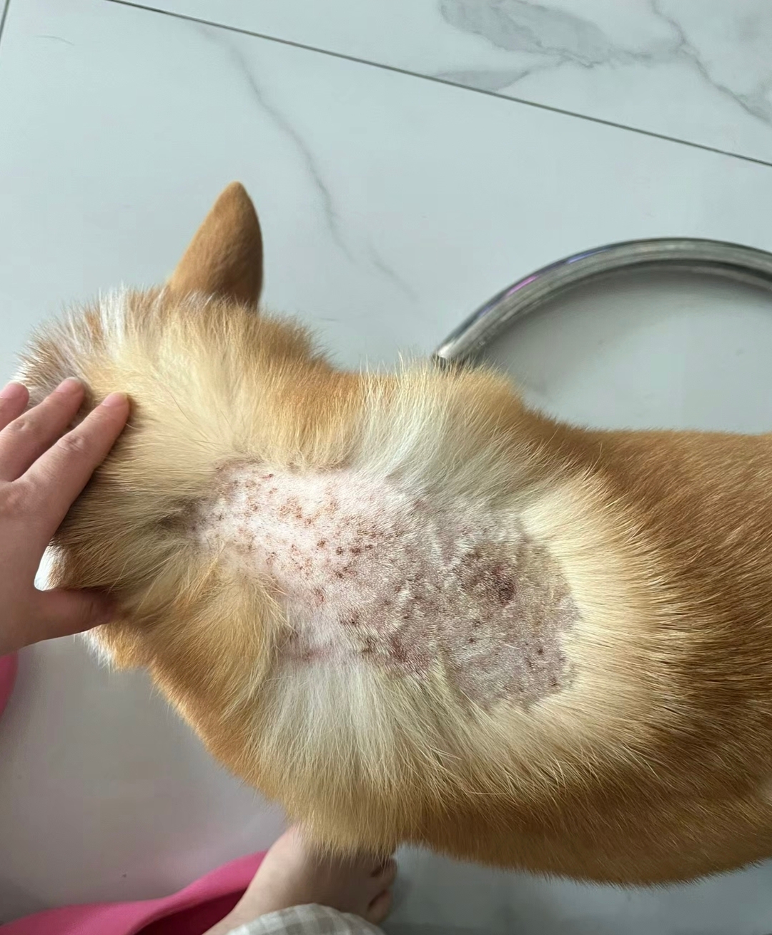 一直在挠痒痒,还一坨一坨的掉毛,扒开看掉毛的地方