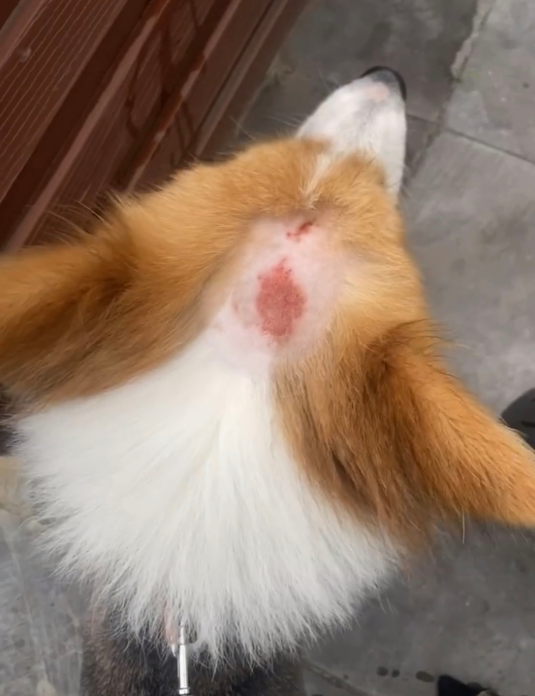 05  前段时间得了真菌感染,在等92的时候恶化成