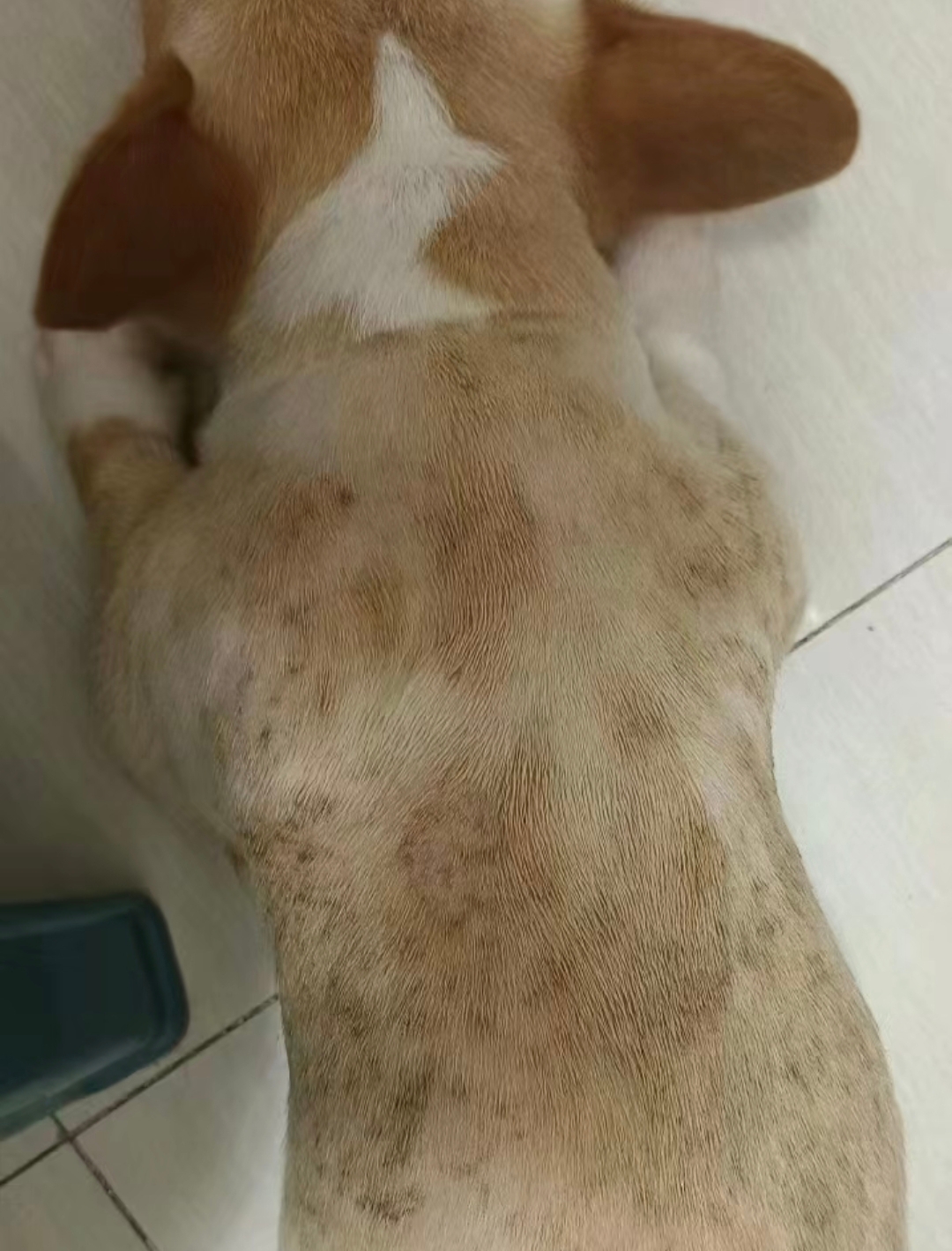 患处的毛一揪就掉.当时对照了网上的症状,就确定是真菌皮肤病 .