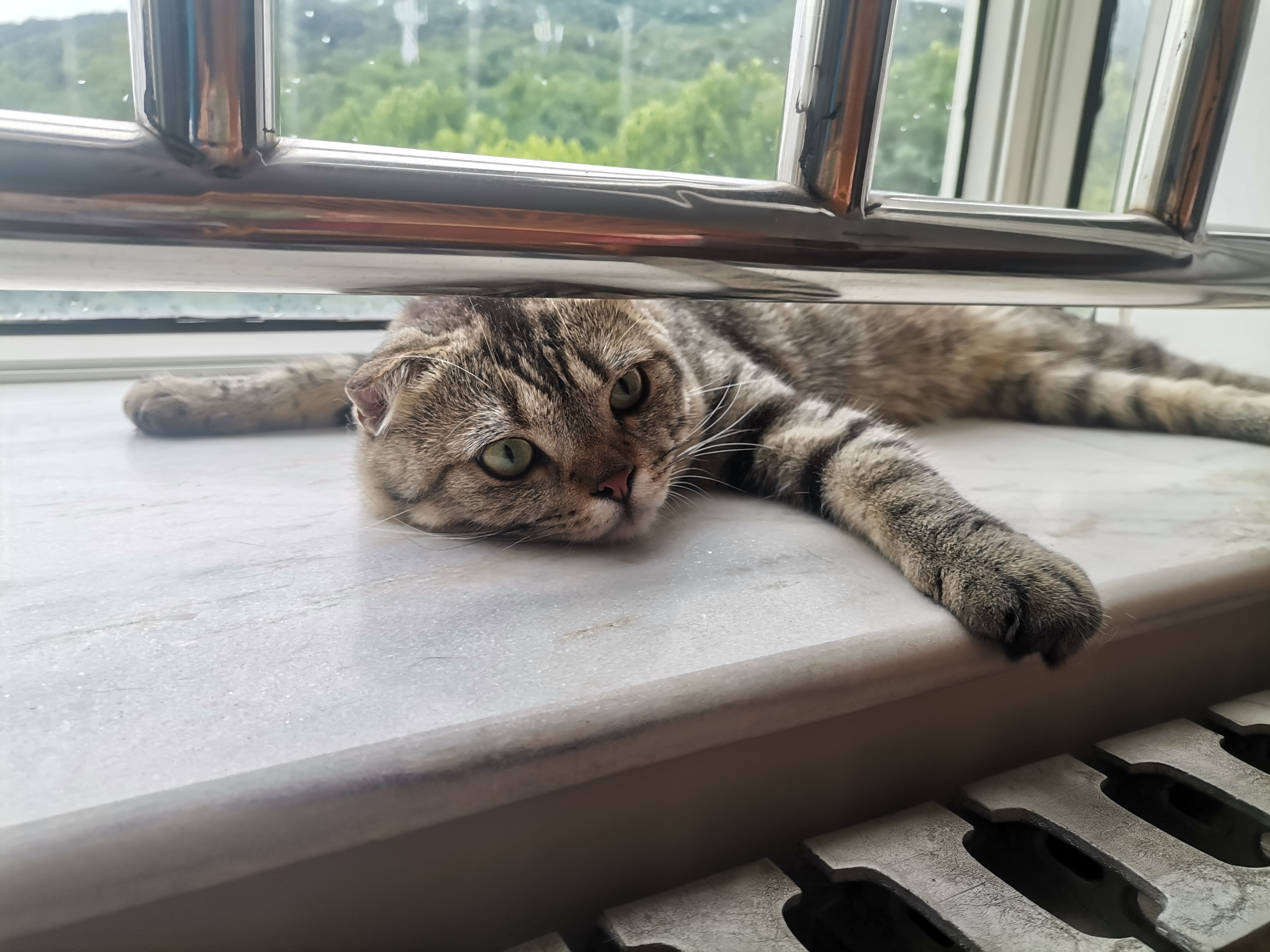 赖皮猫