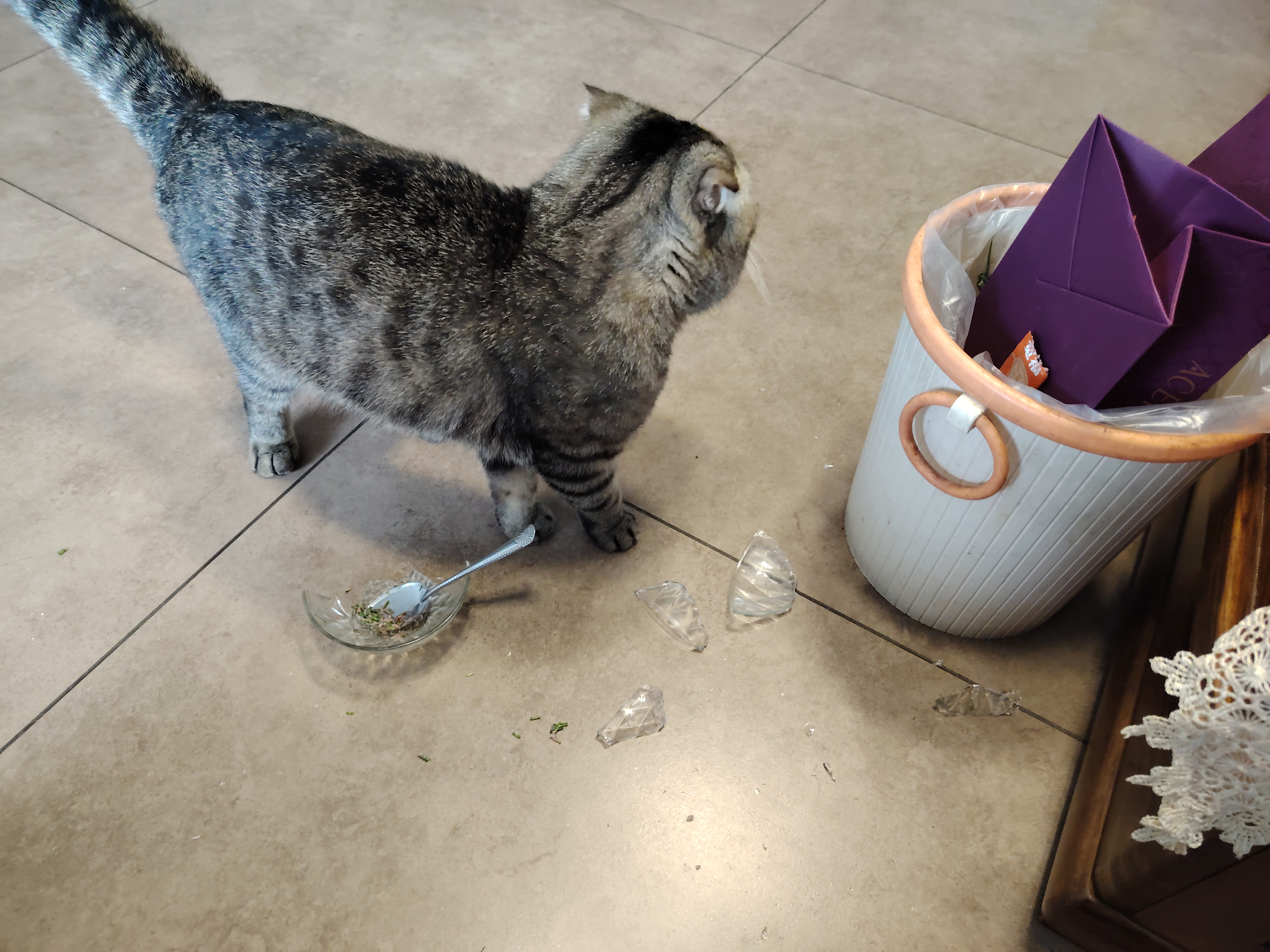 晒晒我的宠物搭子#今天一不小心把折耳猫的吃饭碗给摔碎了,真是大