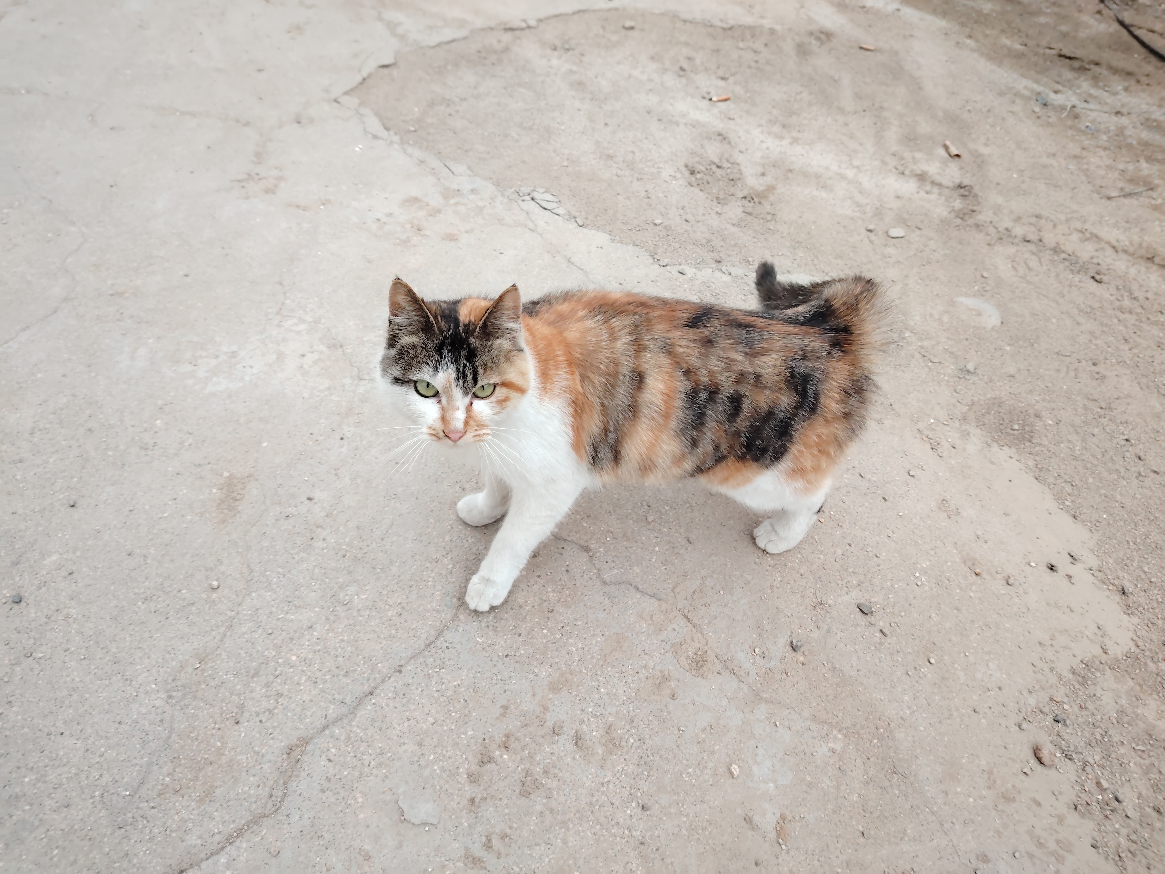 偶遇一只超级粘人的三花孕猫,两只摆拍可爱的橘猫,两只母子的狸花猫