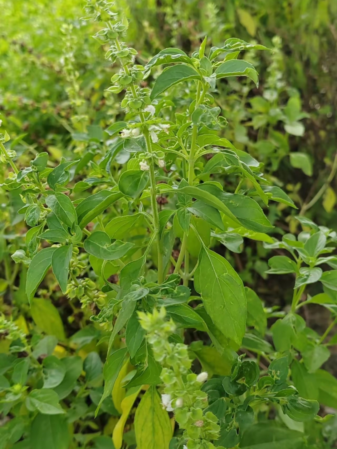  吃女生小花園會介意味道嗎_吃女生小花園會介意味道嗎成都武侯區(qū)郵政編碼