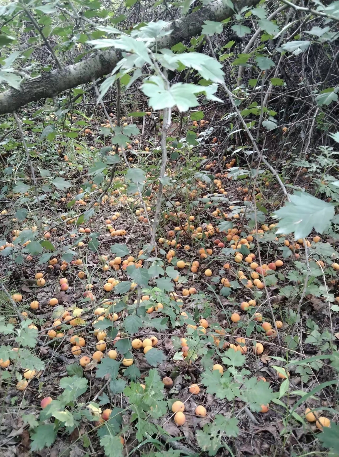 山西人口相对来说是人少资源多,山上野生的杏儿熟了落地上了,捡的人也