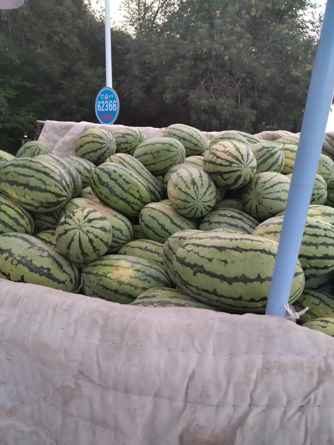 给你们看看真正的下野地西瓜.