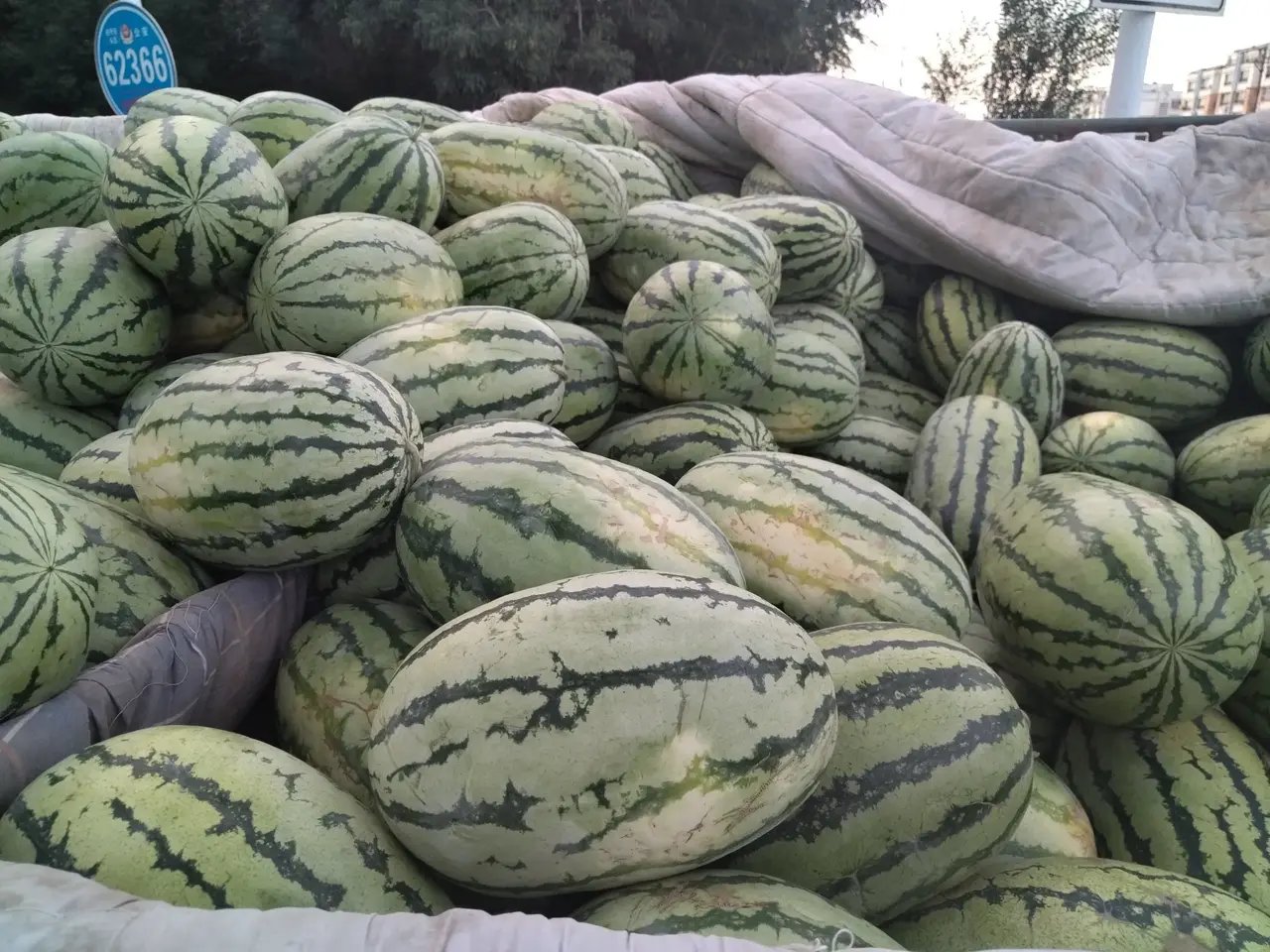 给你们看看真正的下野地西瓜.