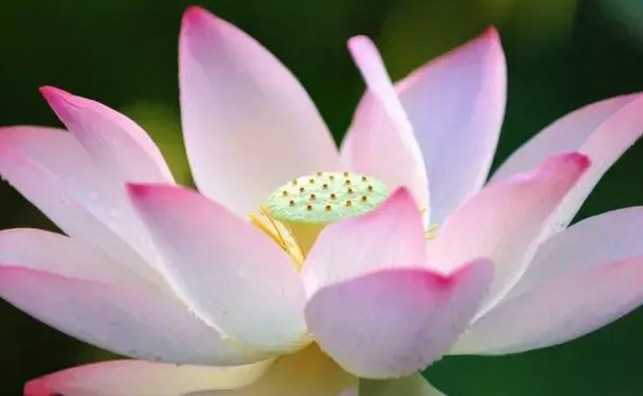 读荷 脂若眉黛立若仙,粉洁丰盈写永恒.