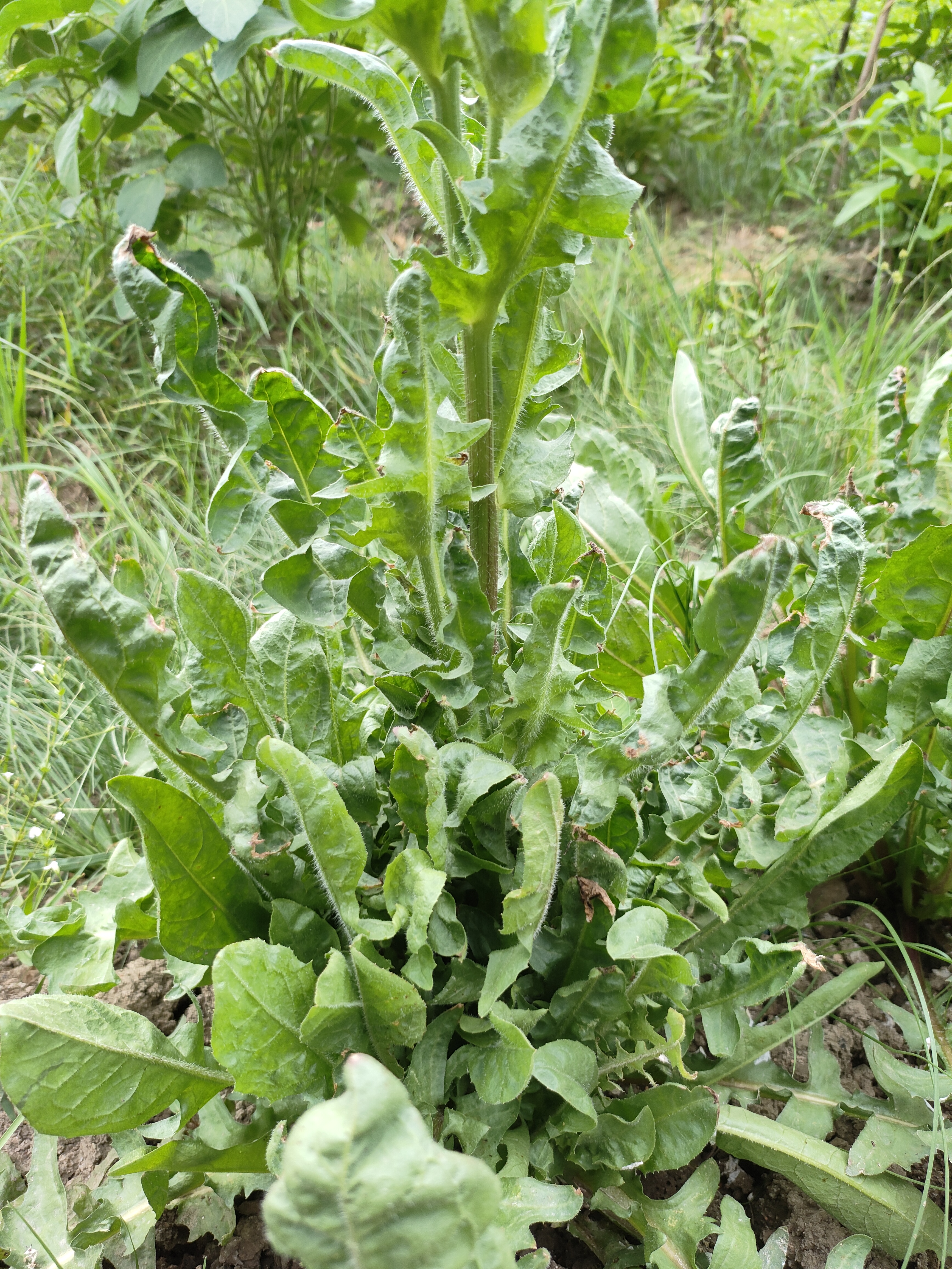 玉兰菜种植教程图片