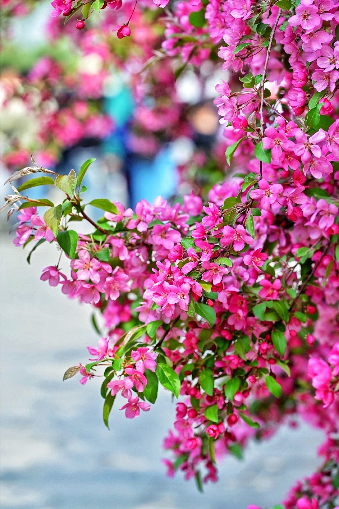 沈阳最美的花海