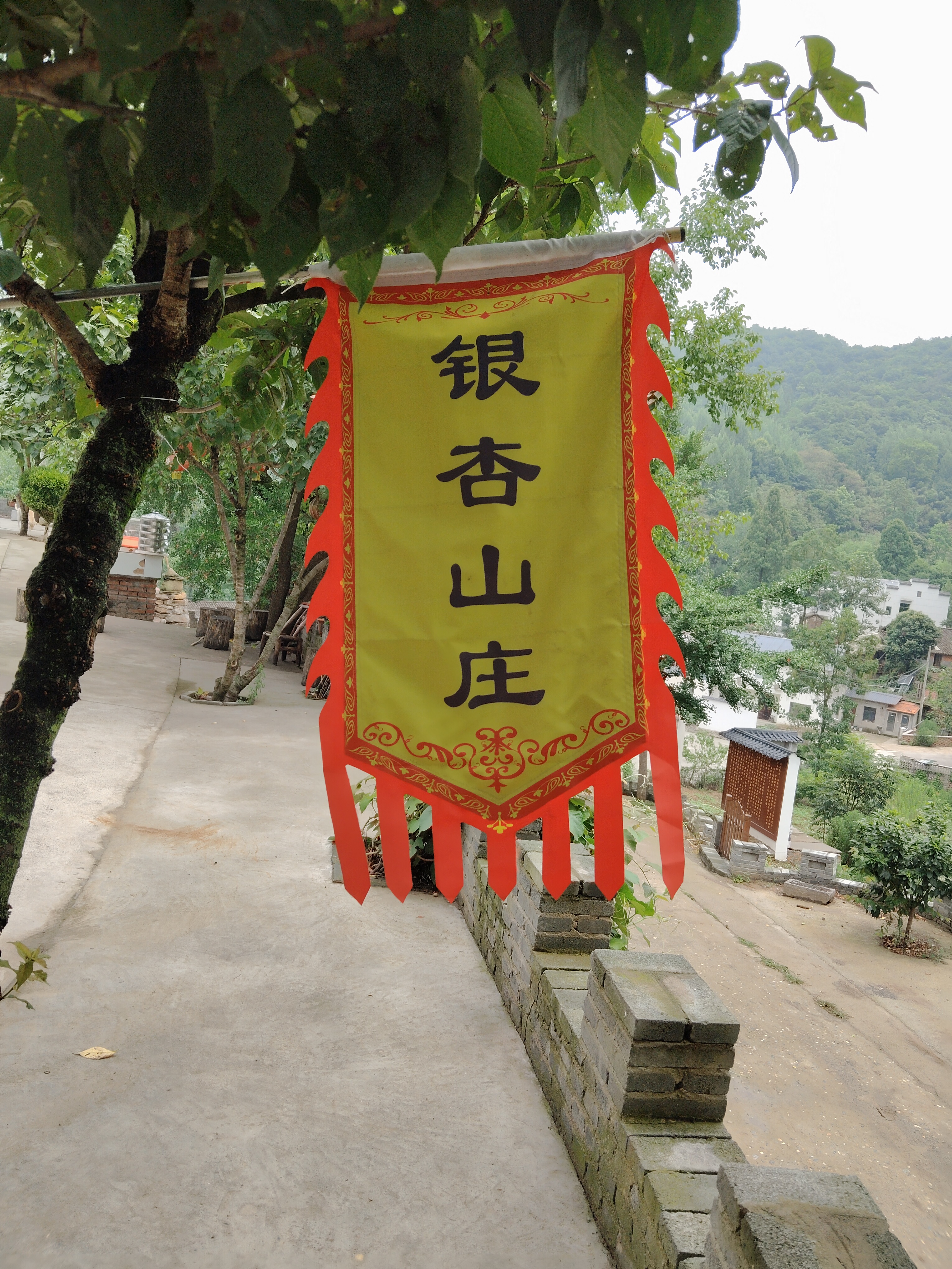 五个菜分别是 素炒茄子,虎皮青椒,红烧鲫鱼,野韭菜