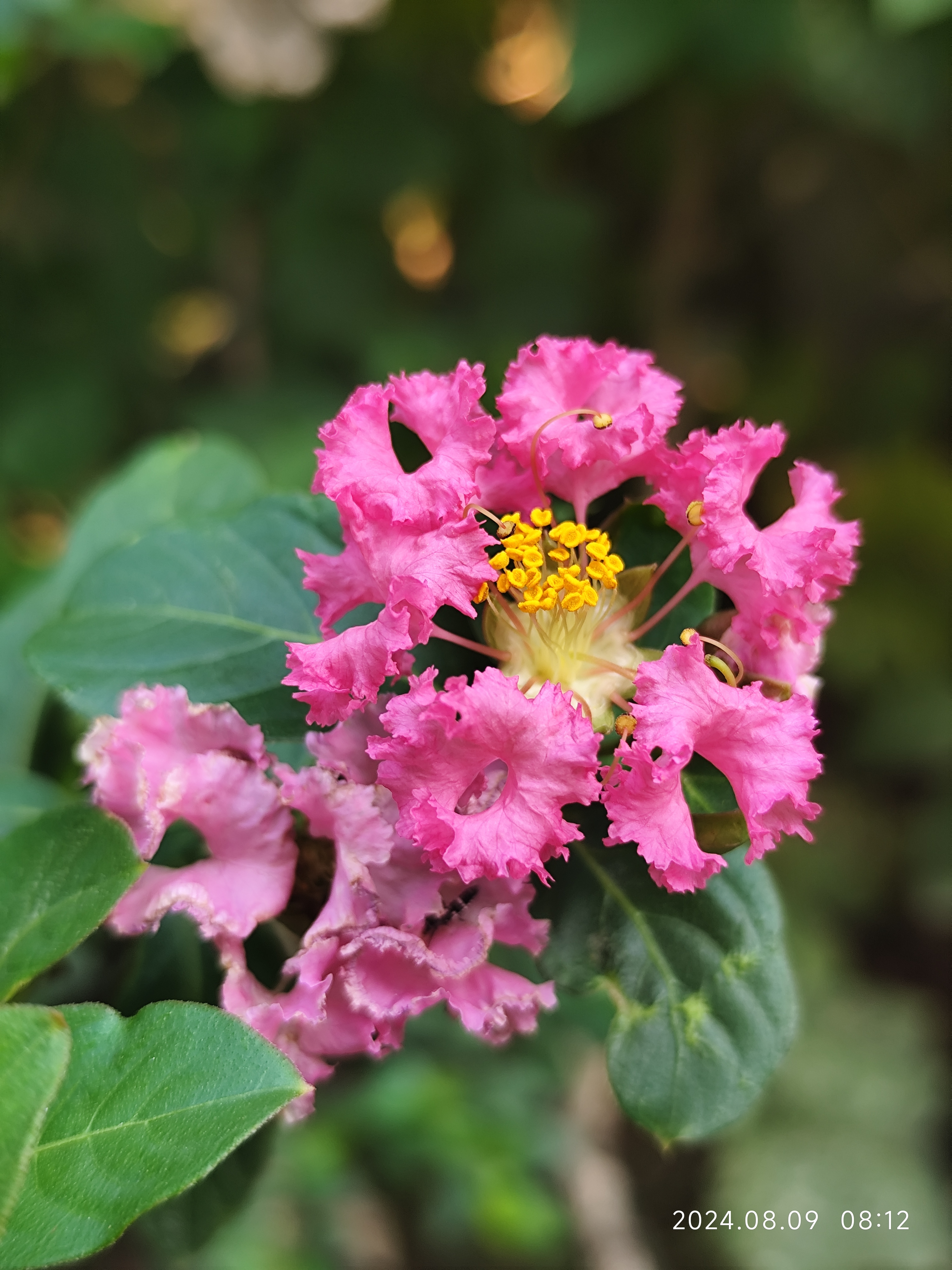 立秋后的紫薇花更娇艳