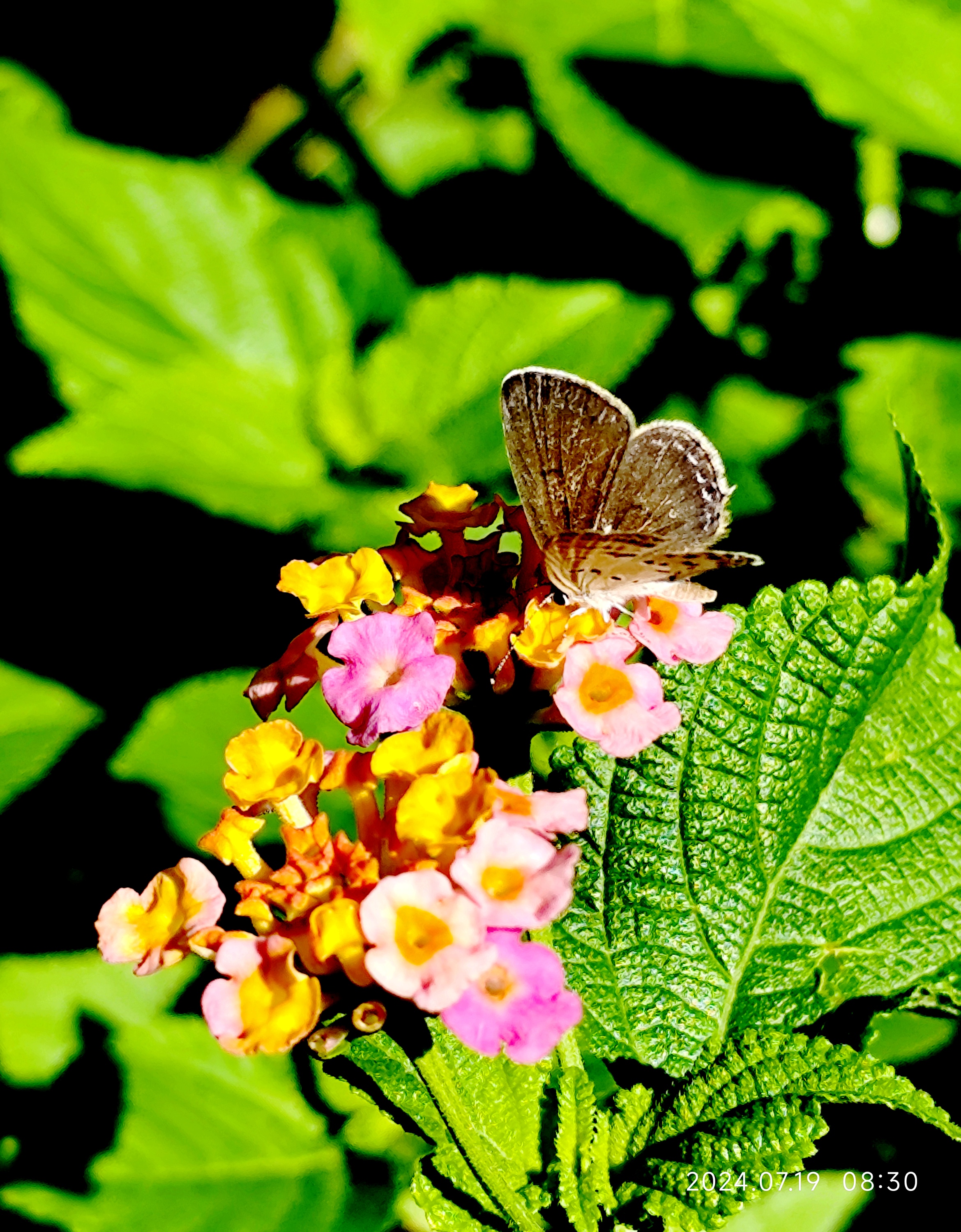 蝴蝶轻吻着花,时间定格在这一刻