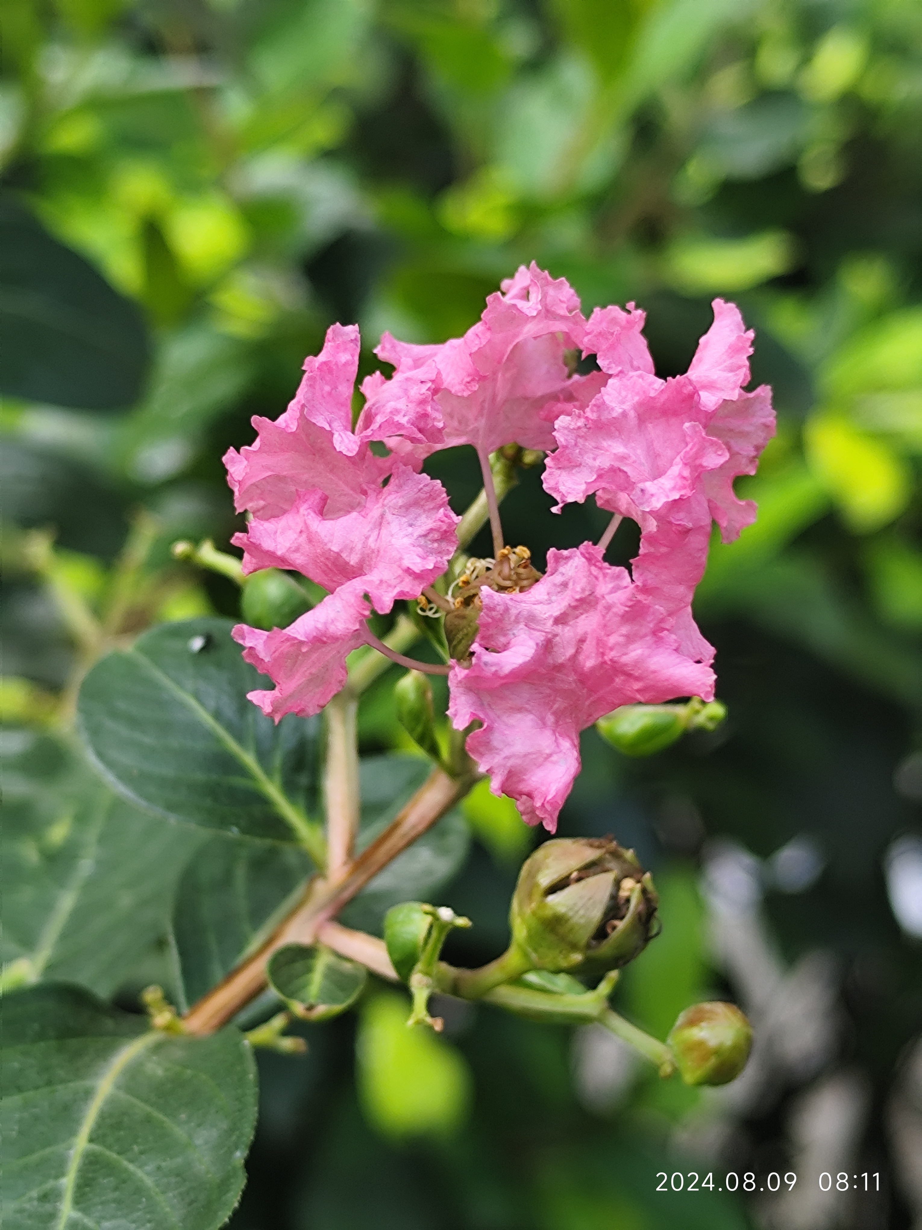 立秋后的紫薇花更娇艳