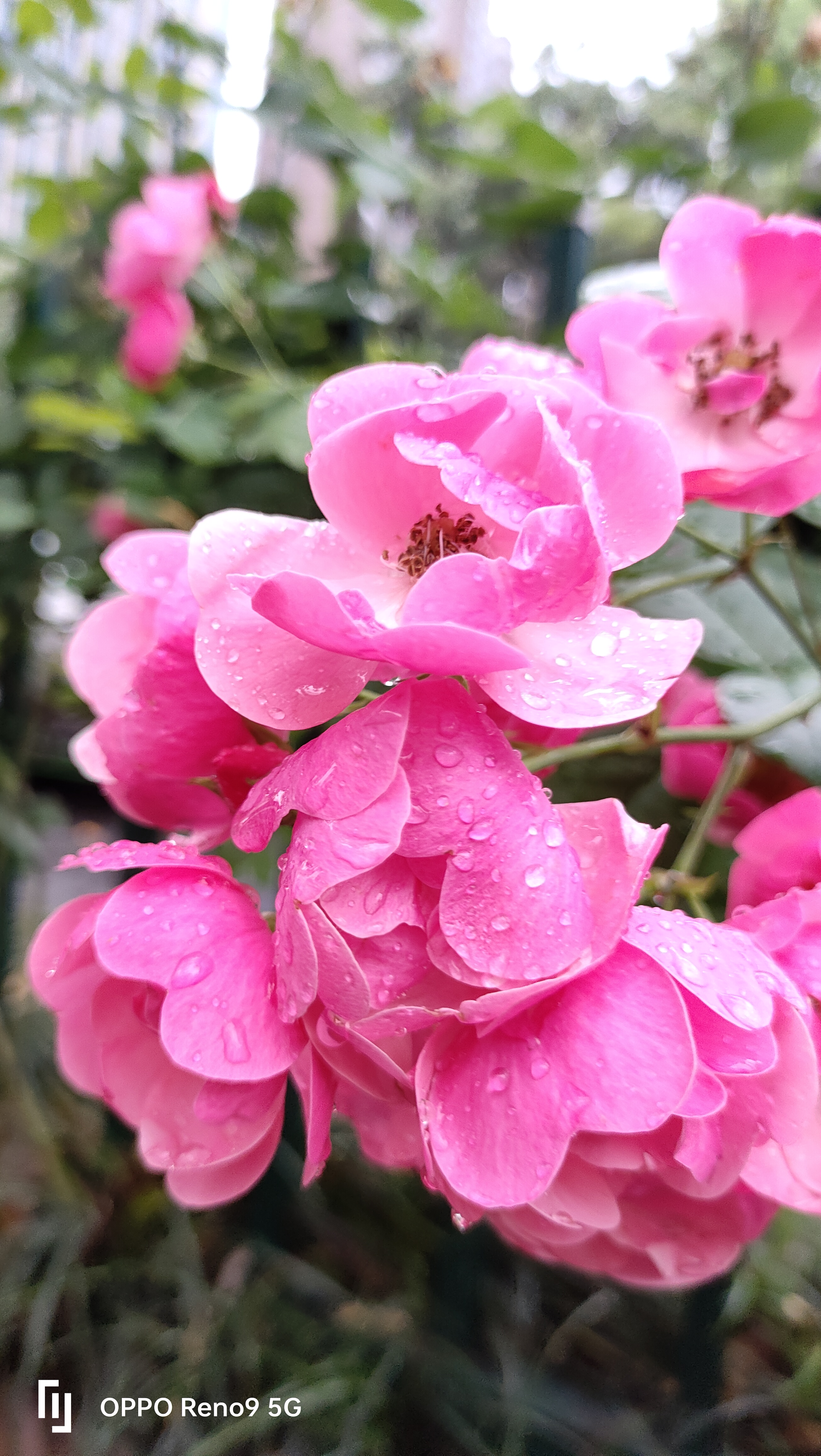 雨中花图片蔷薇图片