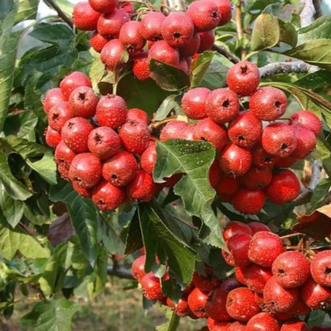 大家看看这个是什么花结是什么果?