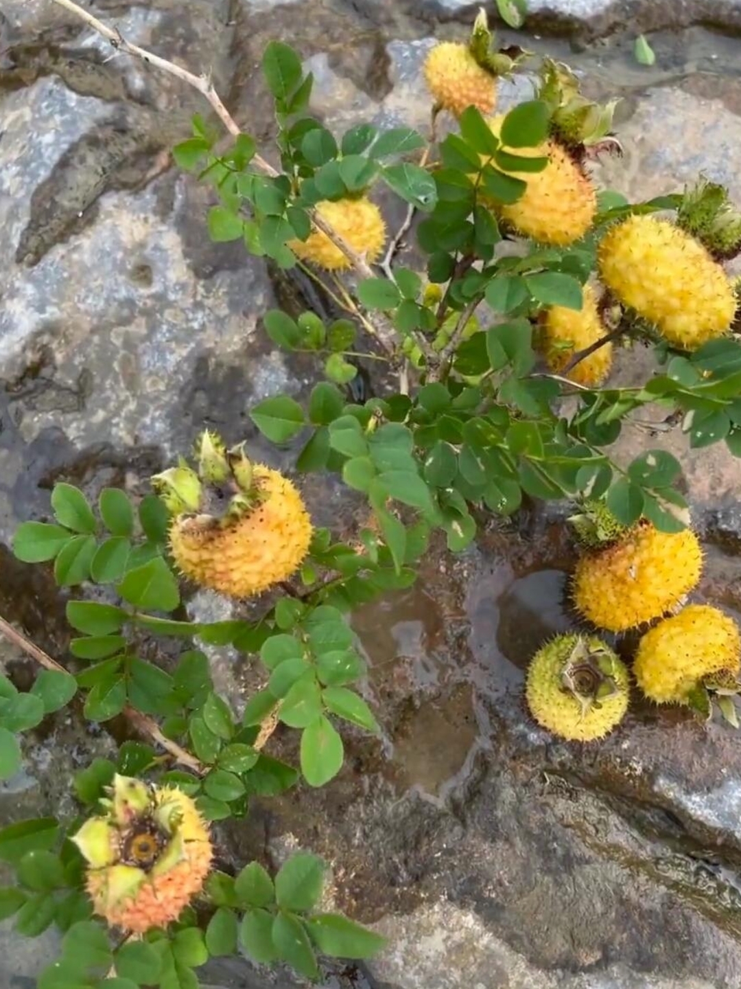 野果子长在石头缝里,生命力好顽强!老铁们知道这个是什么果果吗?