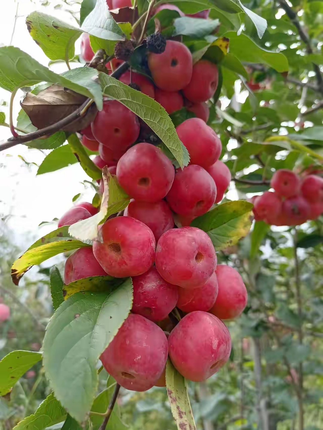 铁杆海棠果子图片