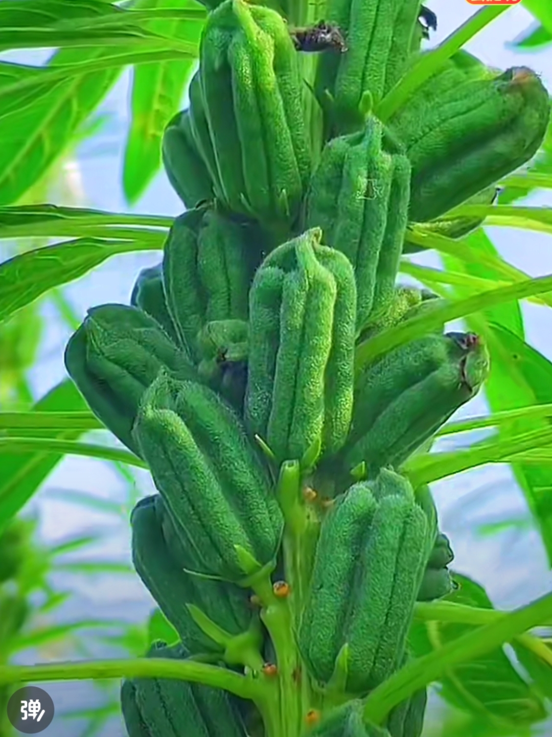 香芝麻叶树图片图片