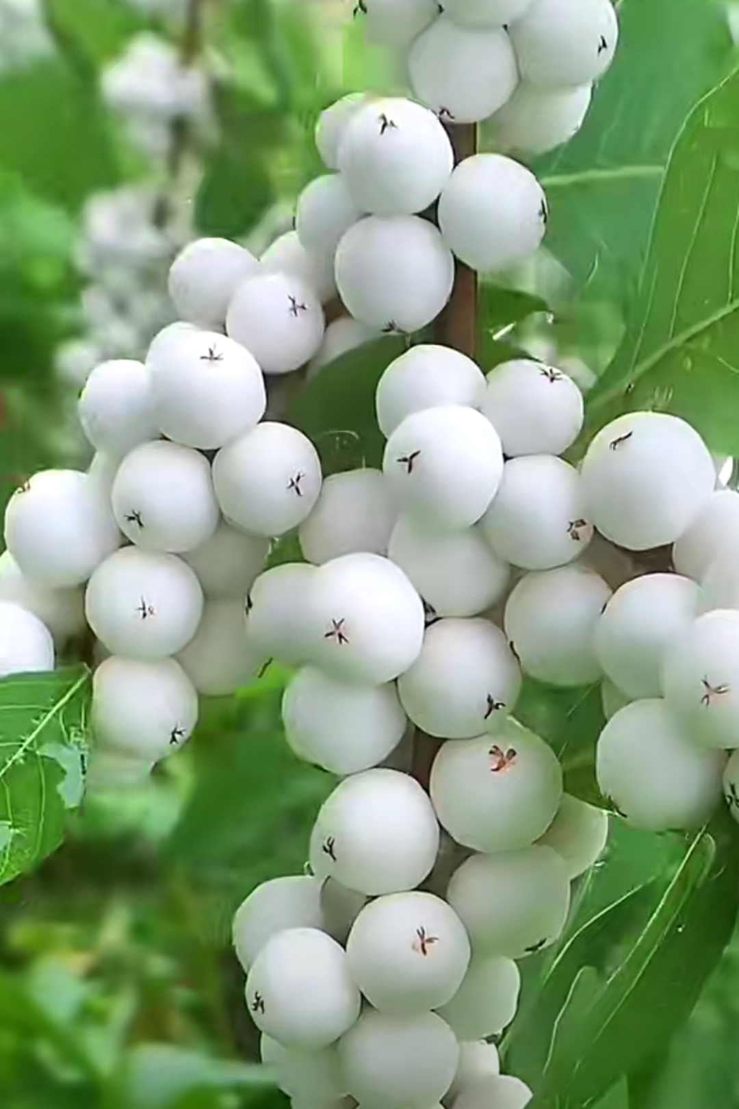 聚花果聚合果图片