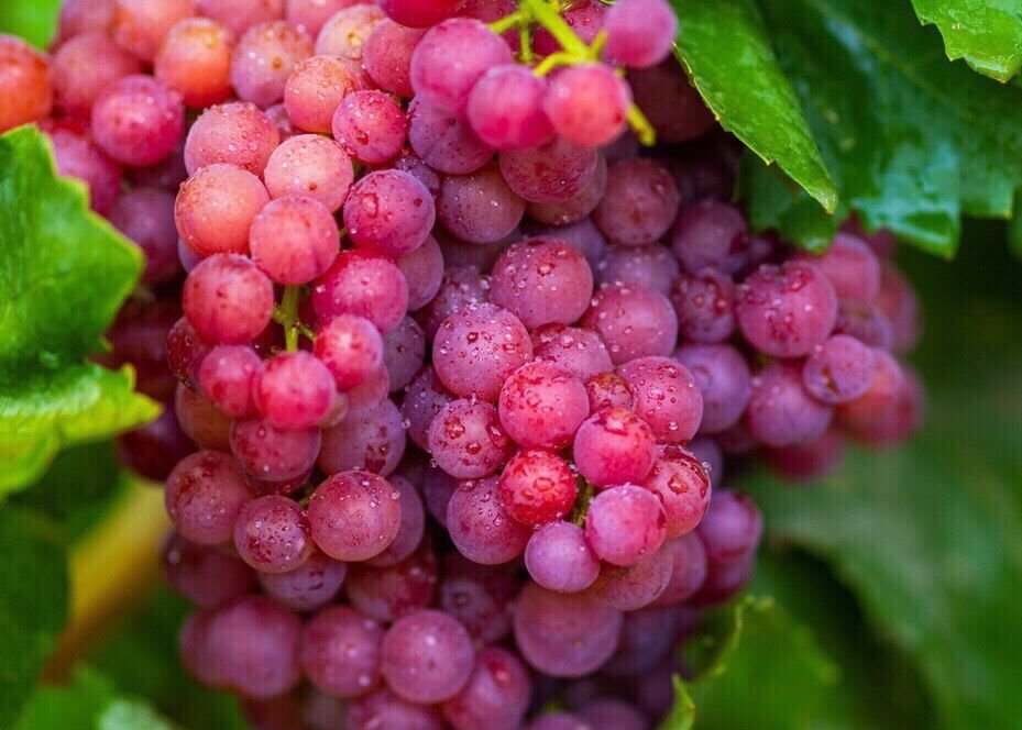 家人们,今年7月去新疆旅游,来到吐鲁番盆地葡萄家园,亲眼目睹那一串串