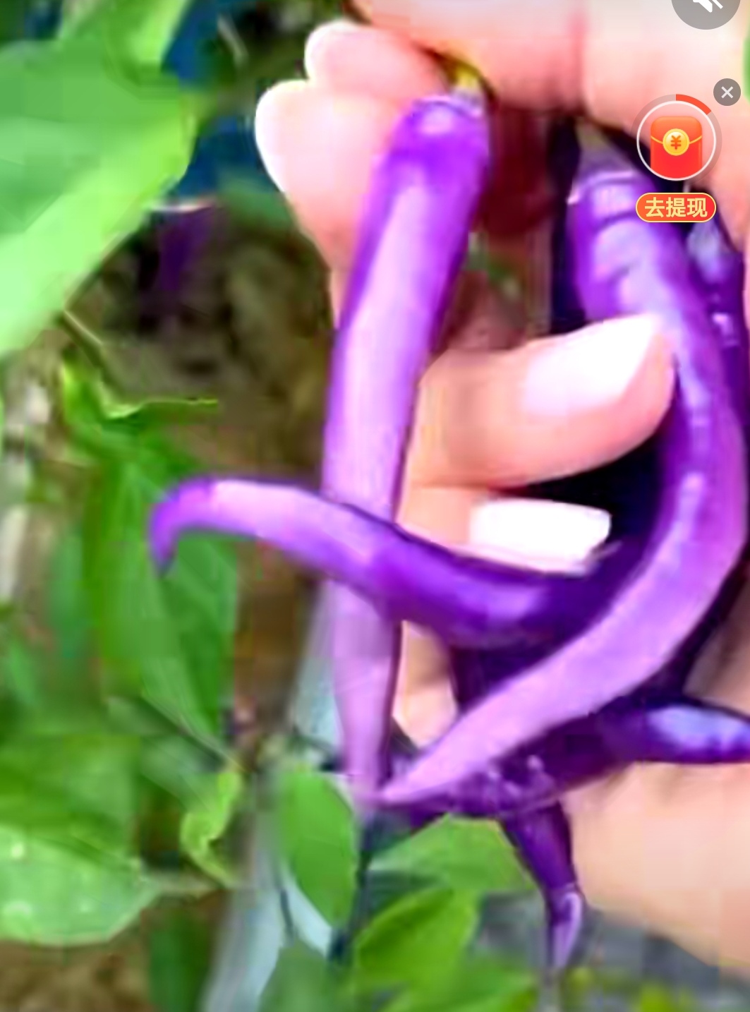 家人们,你们见到紫色辣椒吗,我第一次见,不知道吃起来有没有辣味,见过