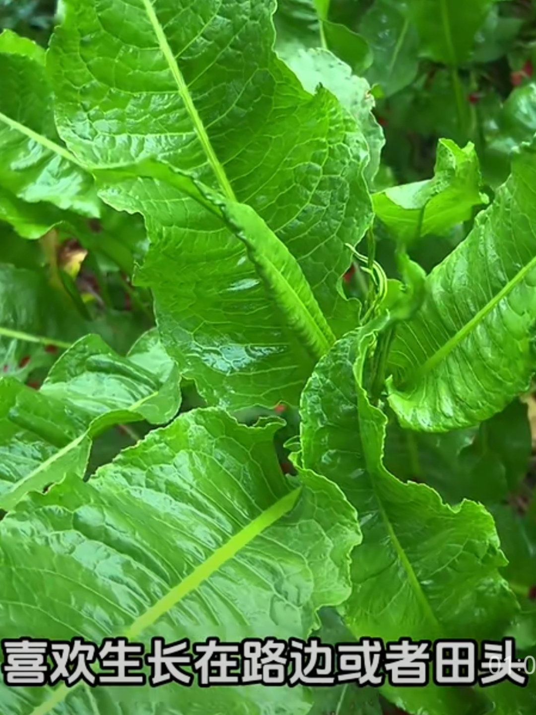 牛黄草植物图片图片