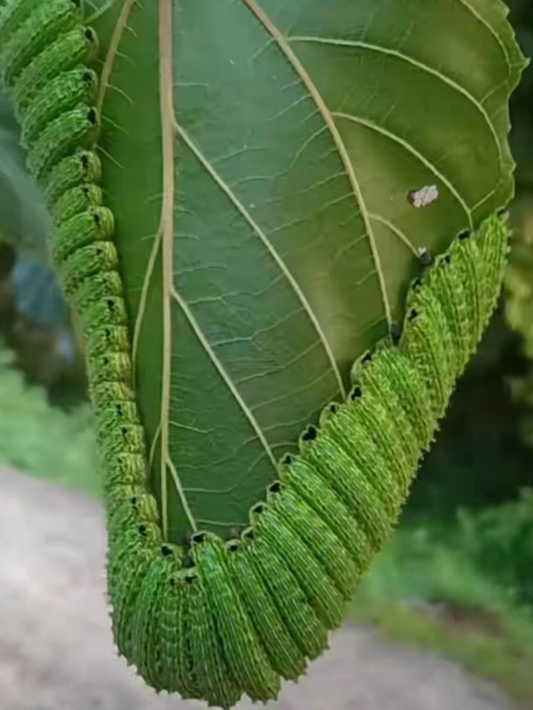 密集恐惧症的虫子图片