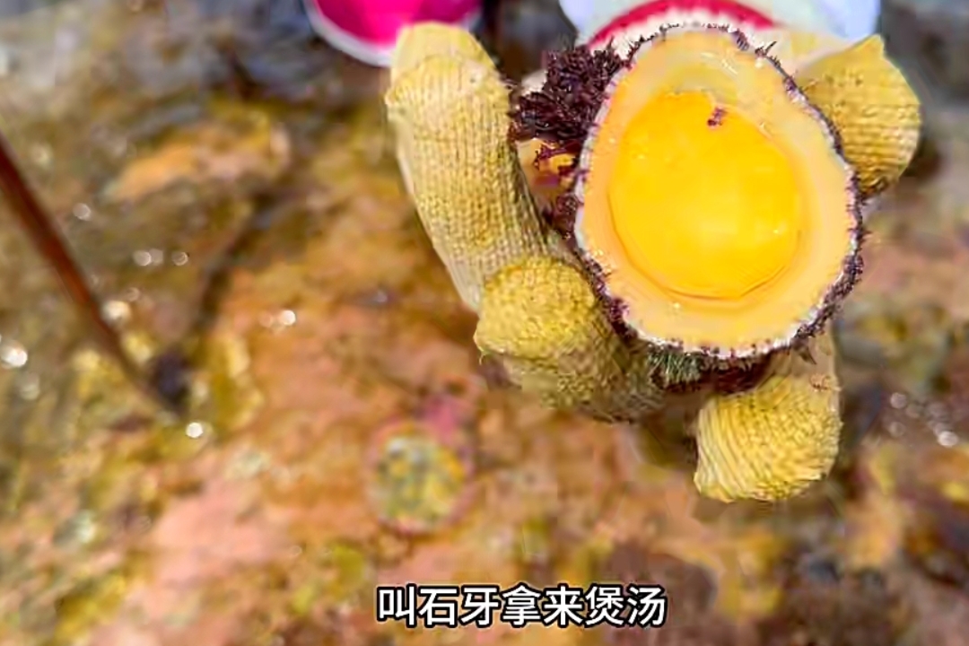 昨天弟弟开车去海滩上,捡回来的鲍鱼,说是黄金鲍鱼,你们见过这种鲍鱼