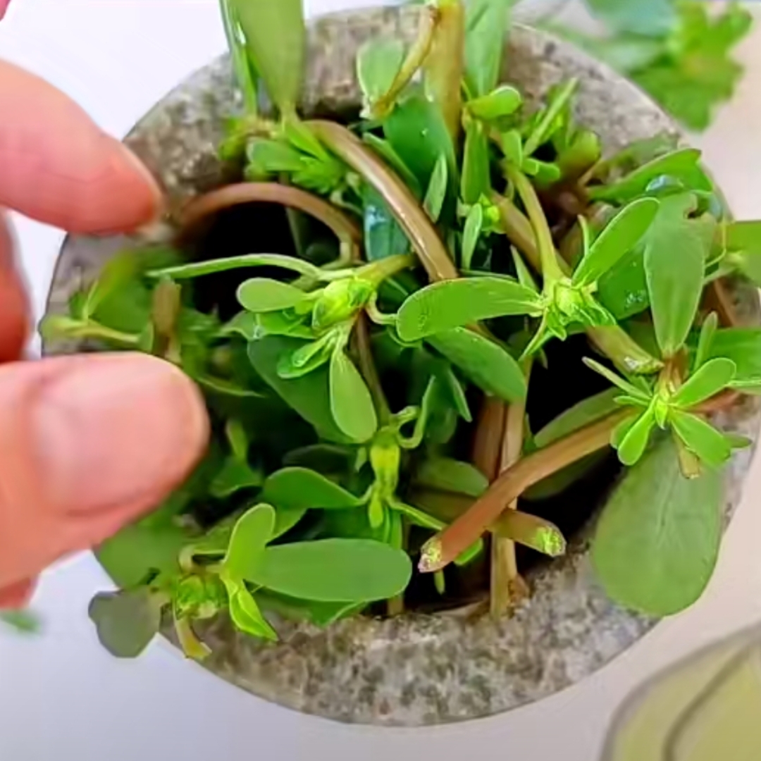 亲爱的朋友们,你知道把马齿苋放在石臼里捣烂有什么好处吗?