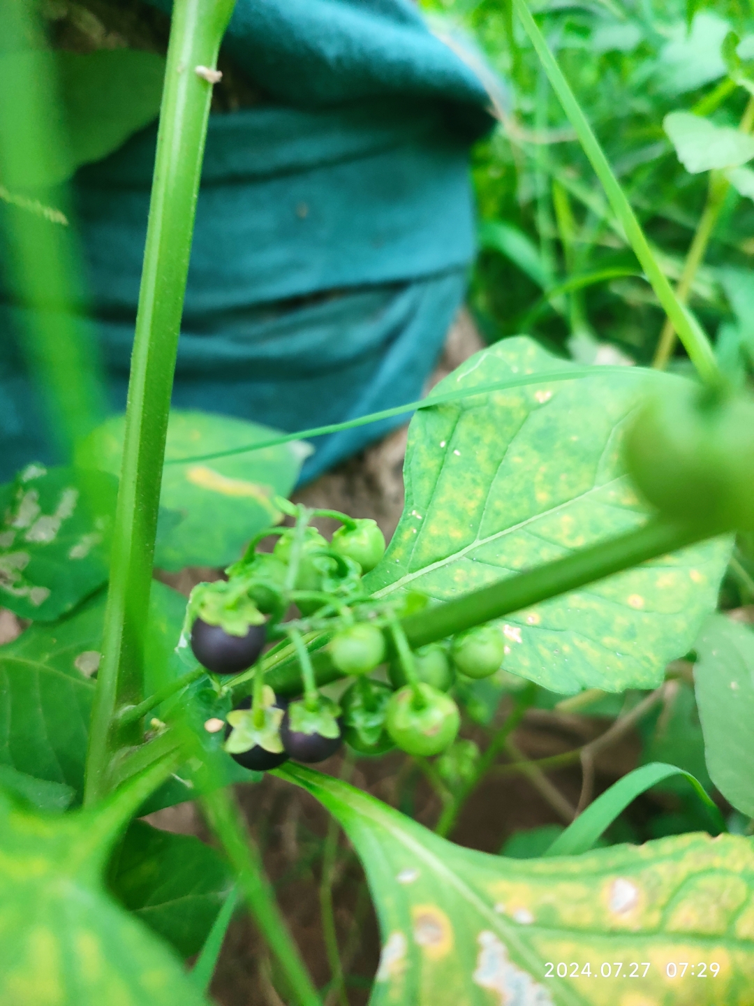 果子成熟了,每天早上跑步的时候,都可以吃.