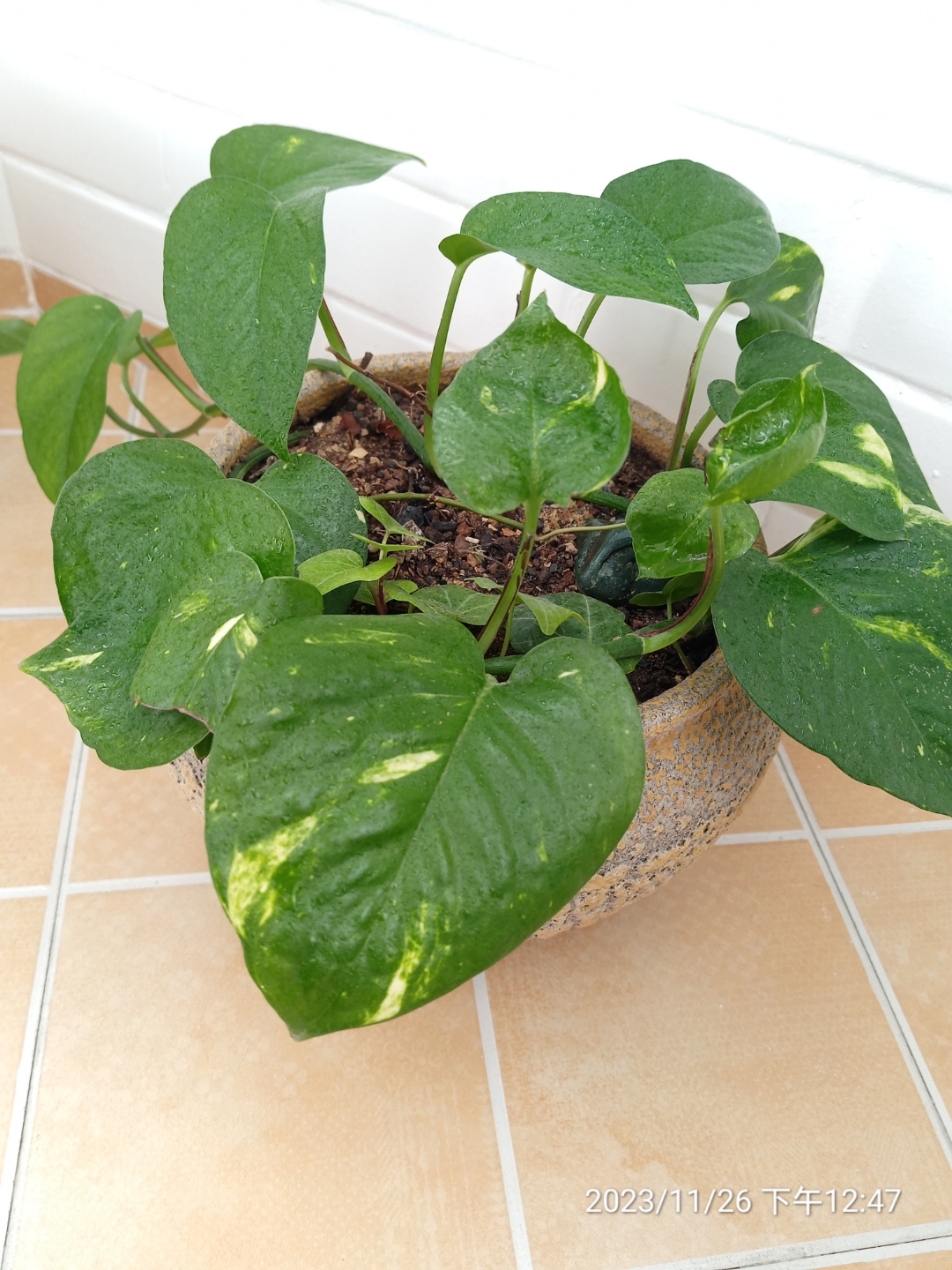 黄金葛,又名大叶绿萝,彩叶绿萝,不知是不是同一门科植物,感觉比绿萝好