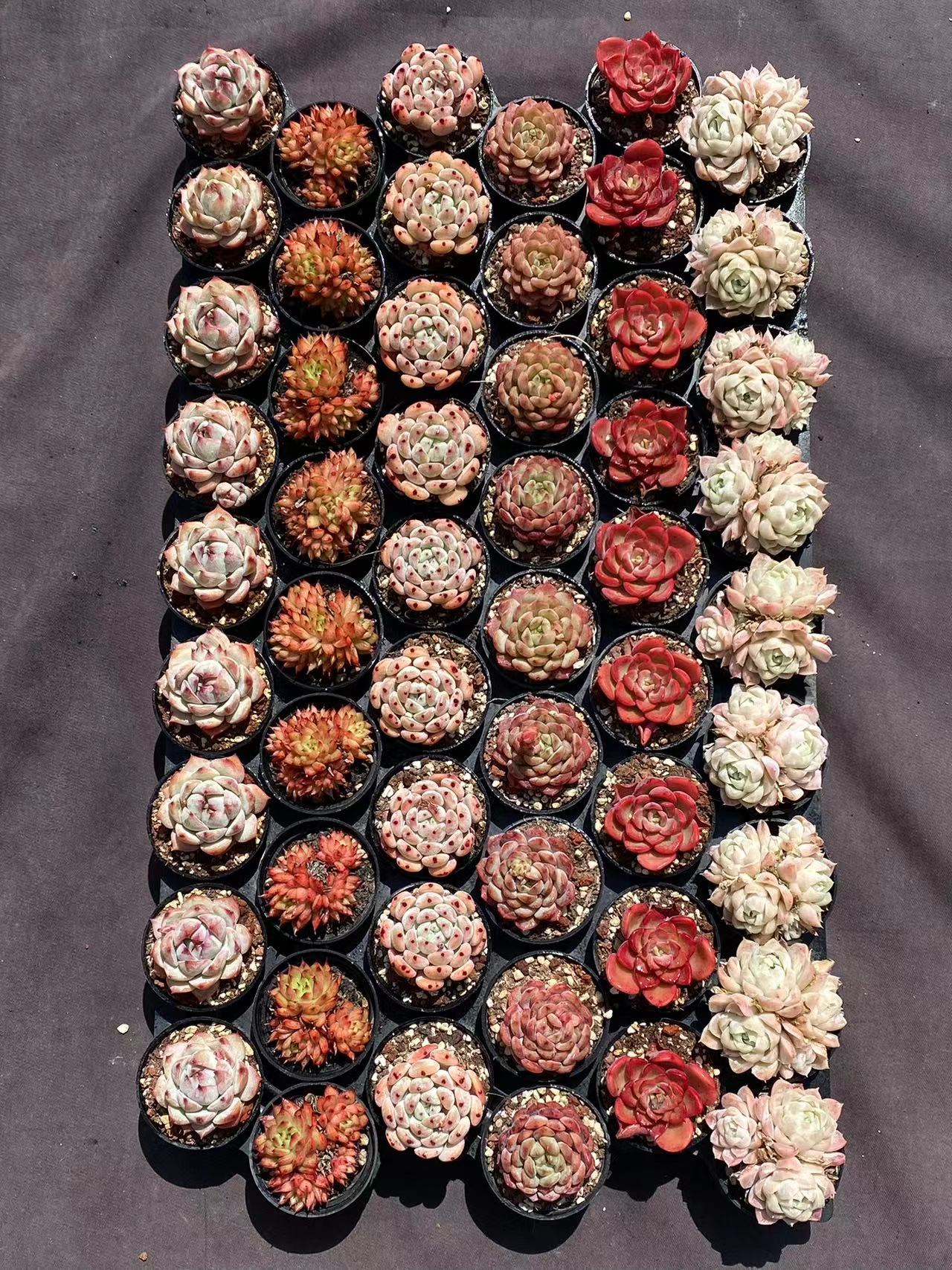 彩拼多肉,这样 多肉小盆里的彩色世界