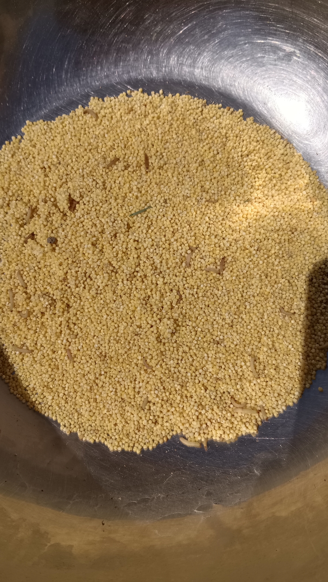 小米生虫了,还能吃吗