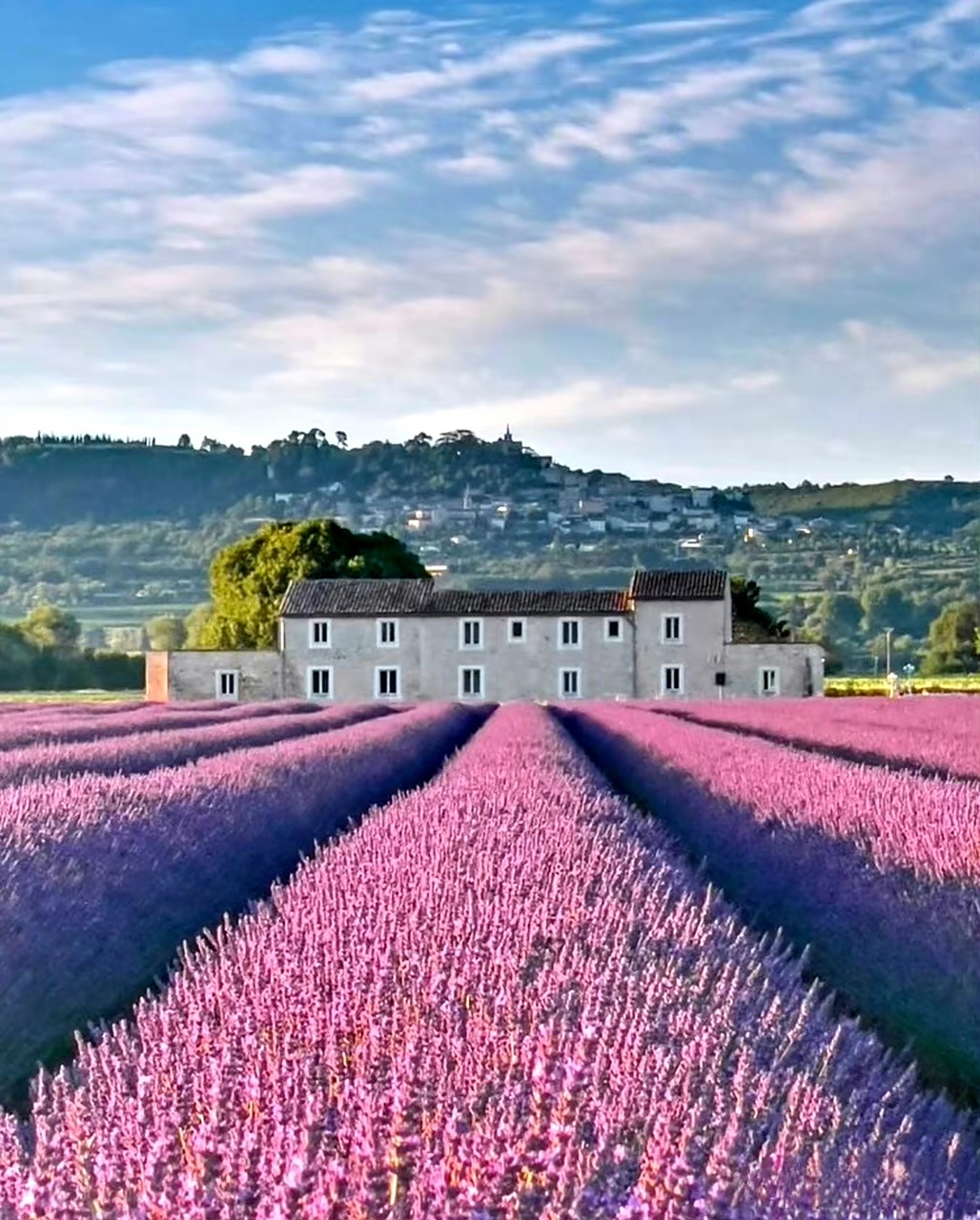 6月,法国.普罗旺斯迎来薰衣草梦幻花海9494