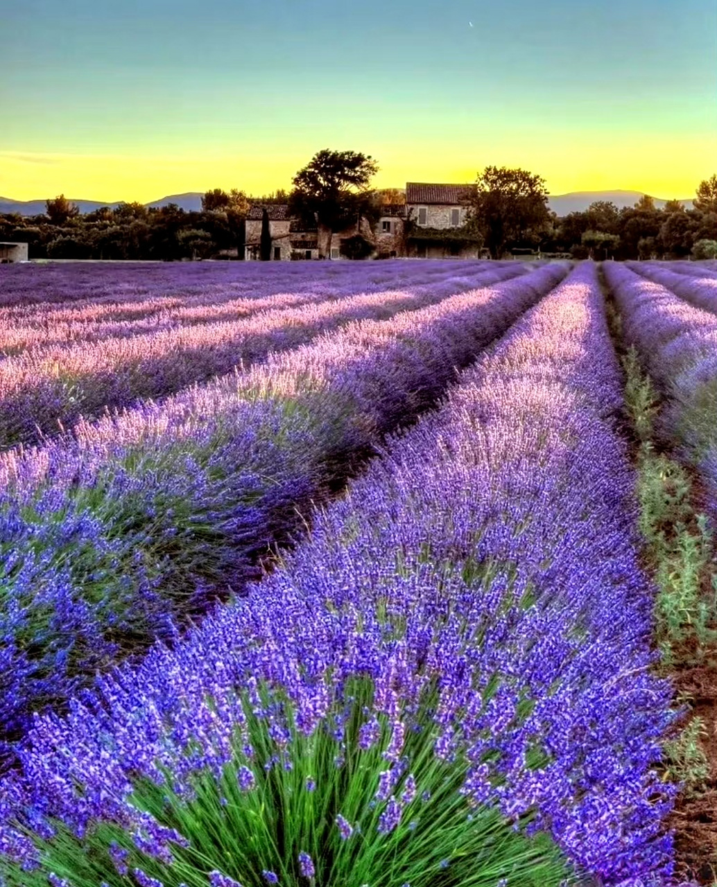 6月,法国.普罗旺斯迎来薰衣草梦幻花海9494