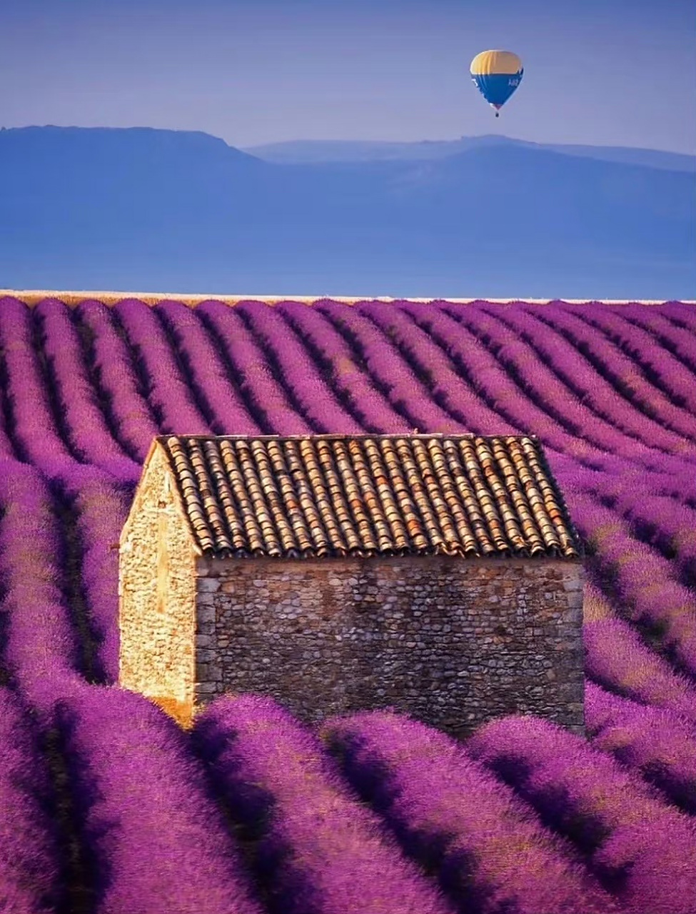 6月,法国.普罗旺斯迎来薰衣草梦幻花海9494