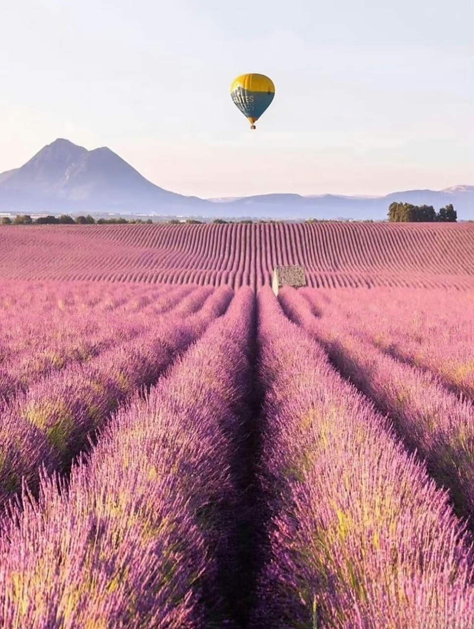 6月,法国.普罗旺斯迎来薰衣草梦幻花海9494