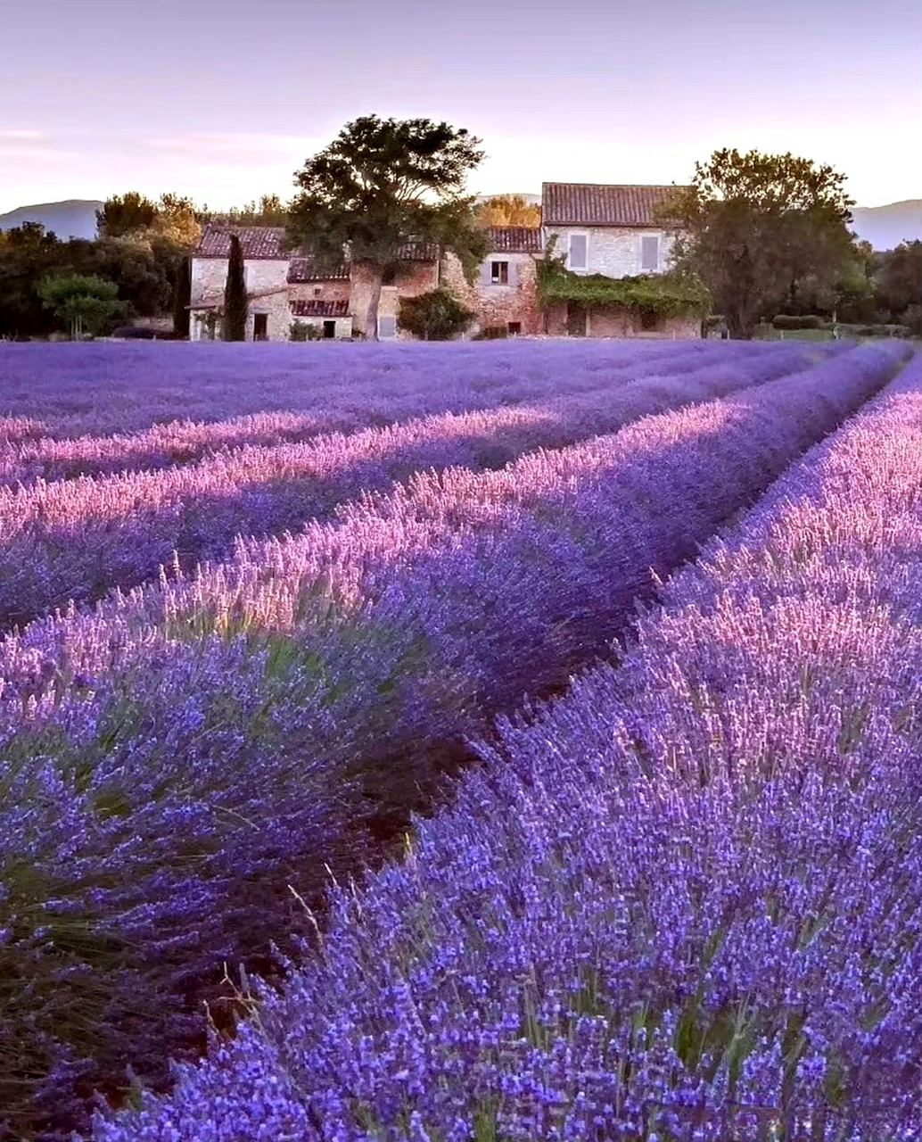 6月,法国.普罗旺斯迎来薰衣草梦幻花海9494