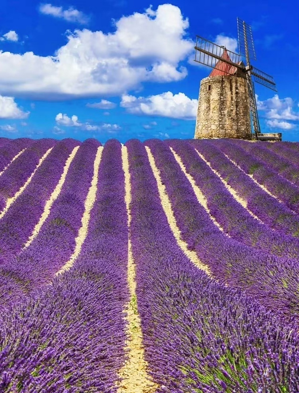 6月,法国.普罗旺斯迎来薰衣草梦幻花海9494