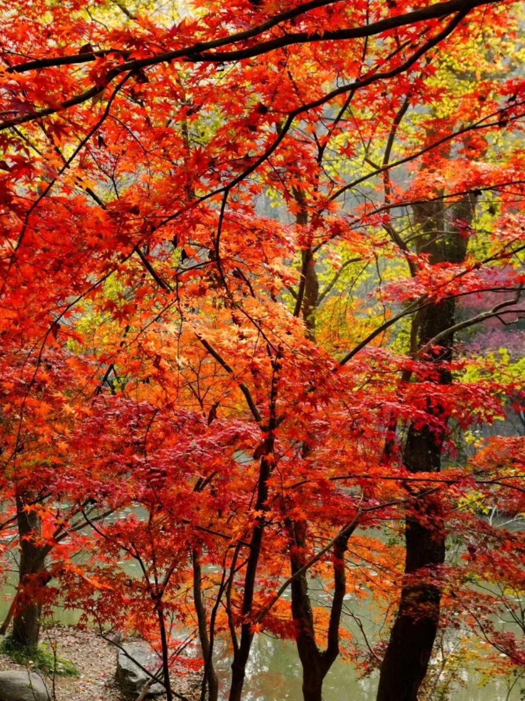 一片枫树林,宛如秋天的童话,漫步其中,仿佛置身于诗画之中