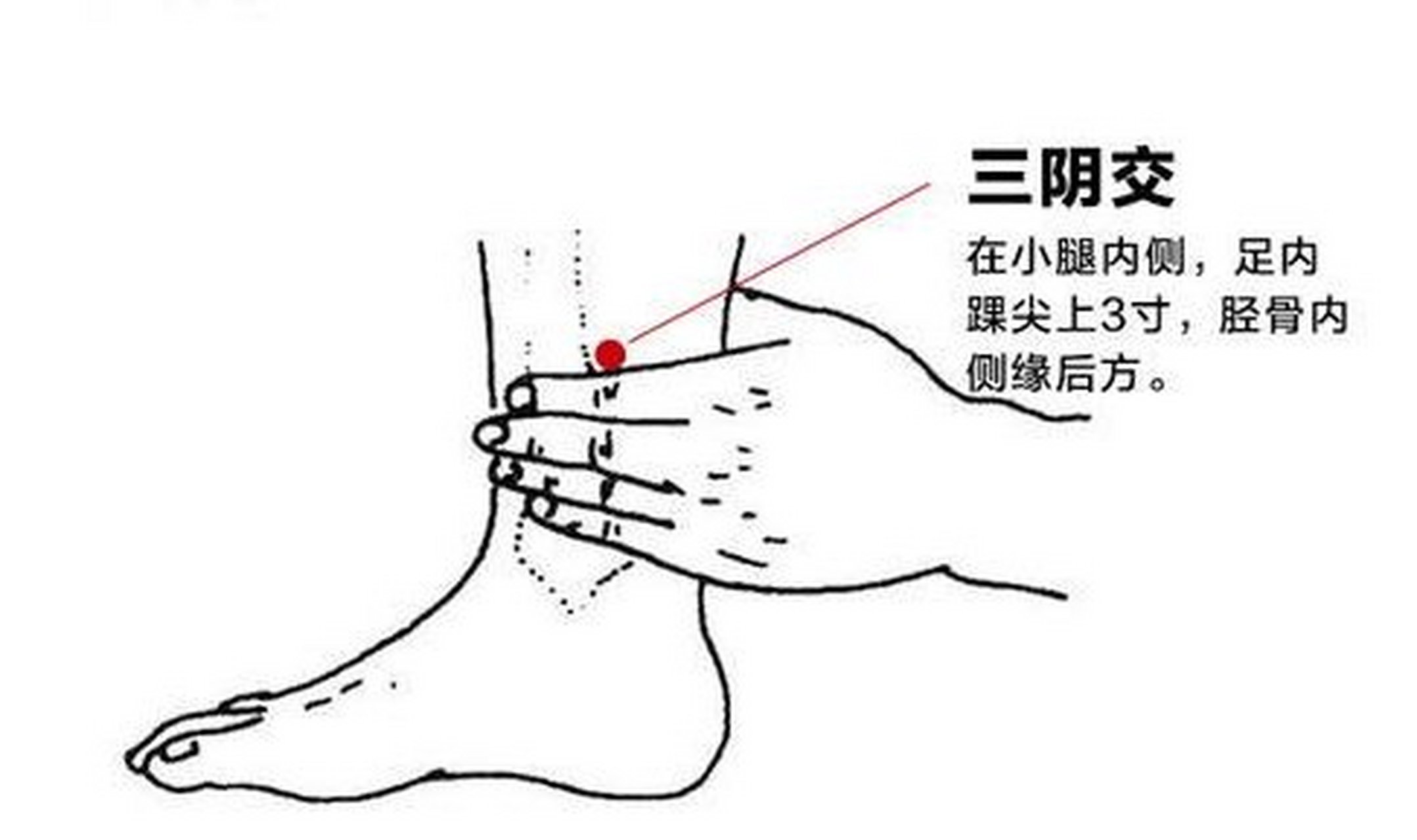 悬钟穴 位置:位于小腿踝尖处,顺着脚上骨头往上走三寸有凹陷的地方.